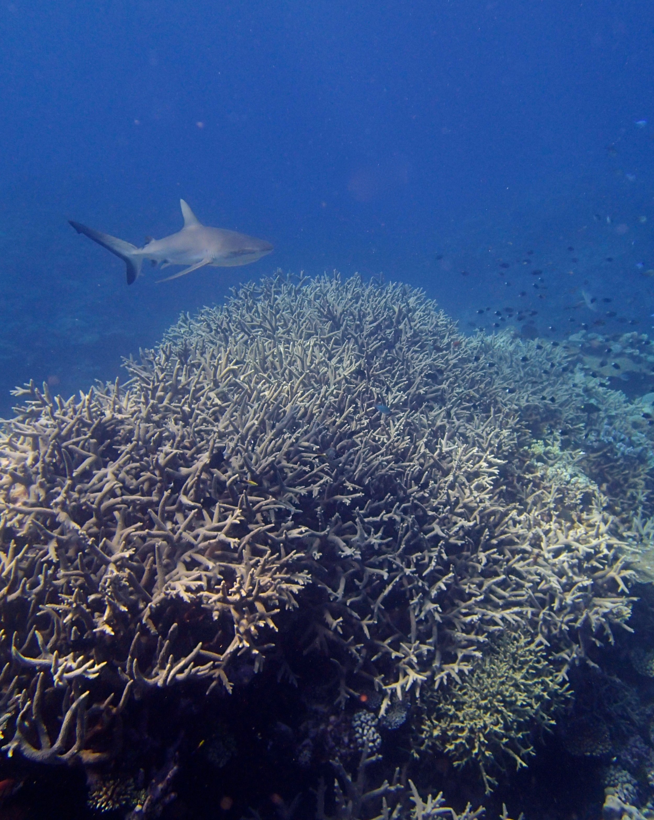 shark and acropora thicket.jpg