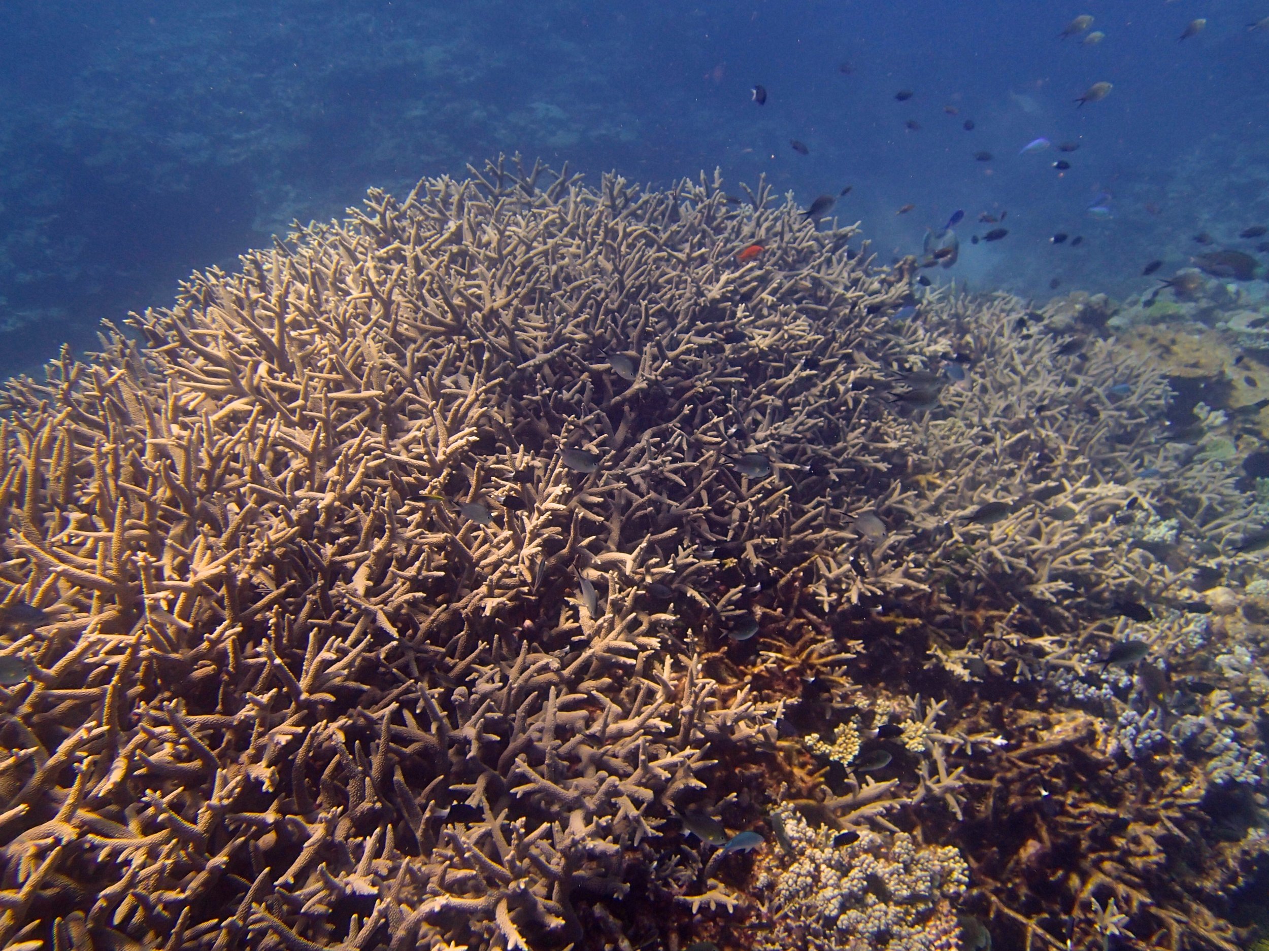 acropora thicket (1).jpg