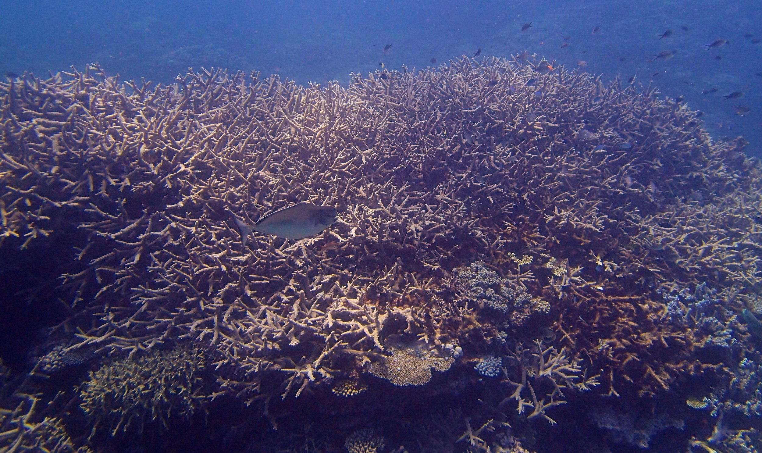 acropora thicket.jpg