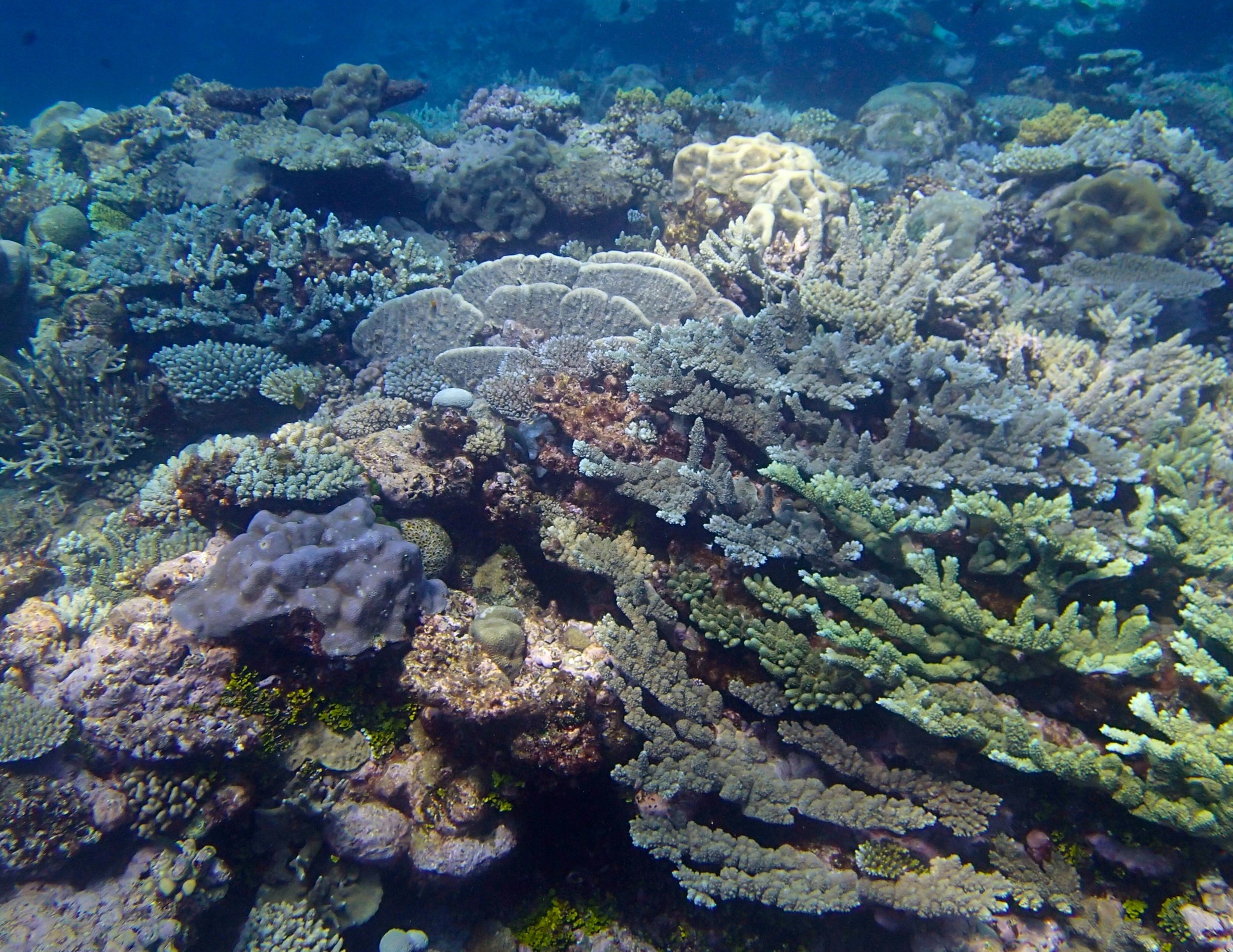 lots of acropora.jpg