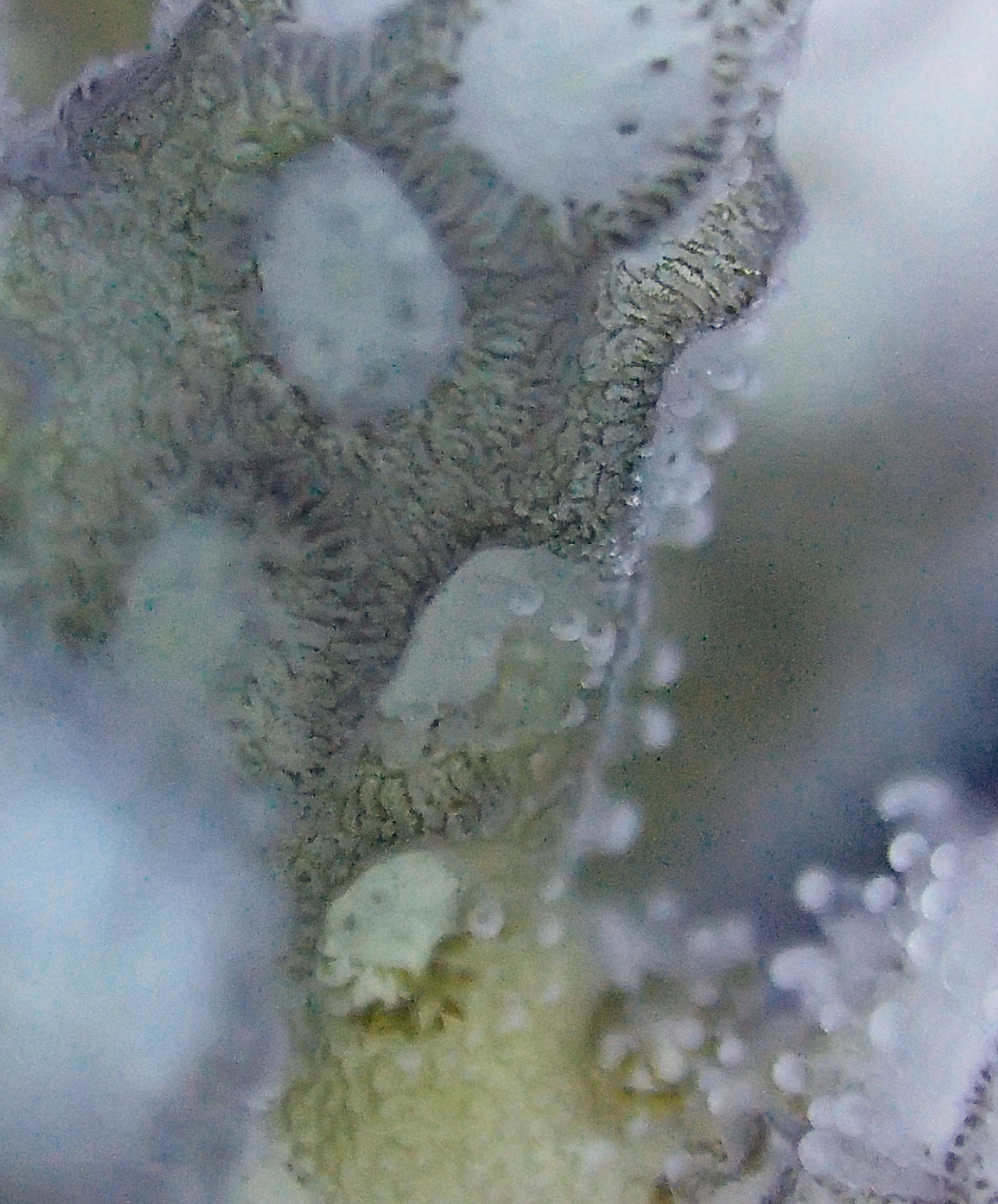 colony 93-macro