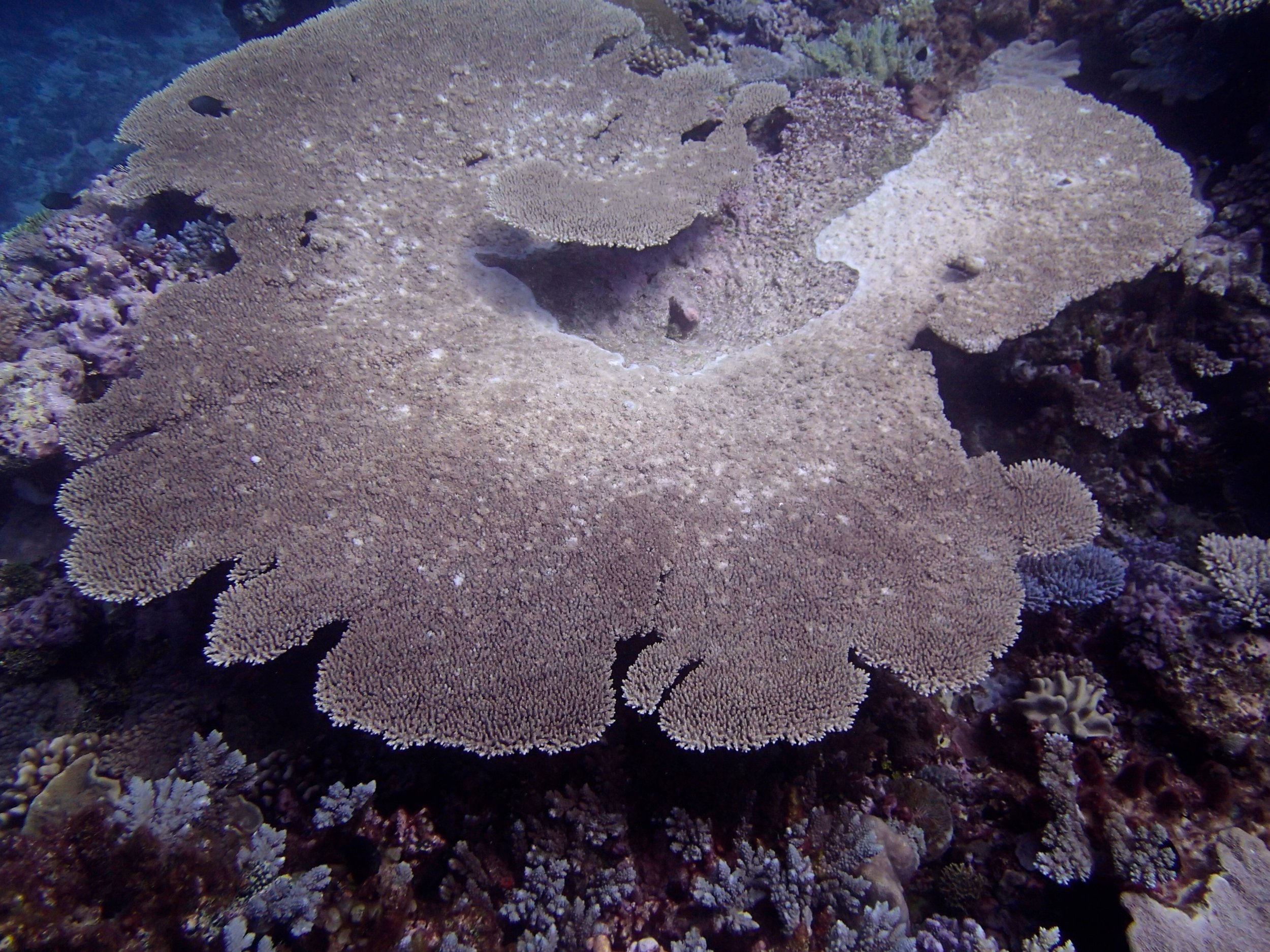 huge table acropora.jpg