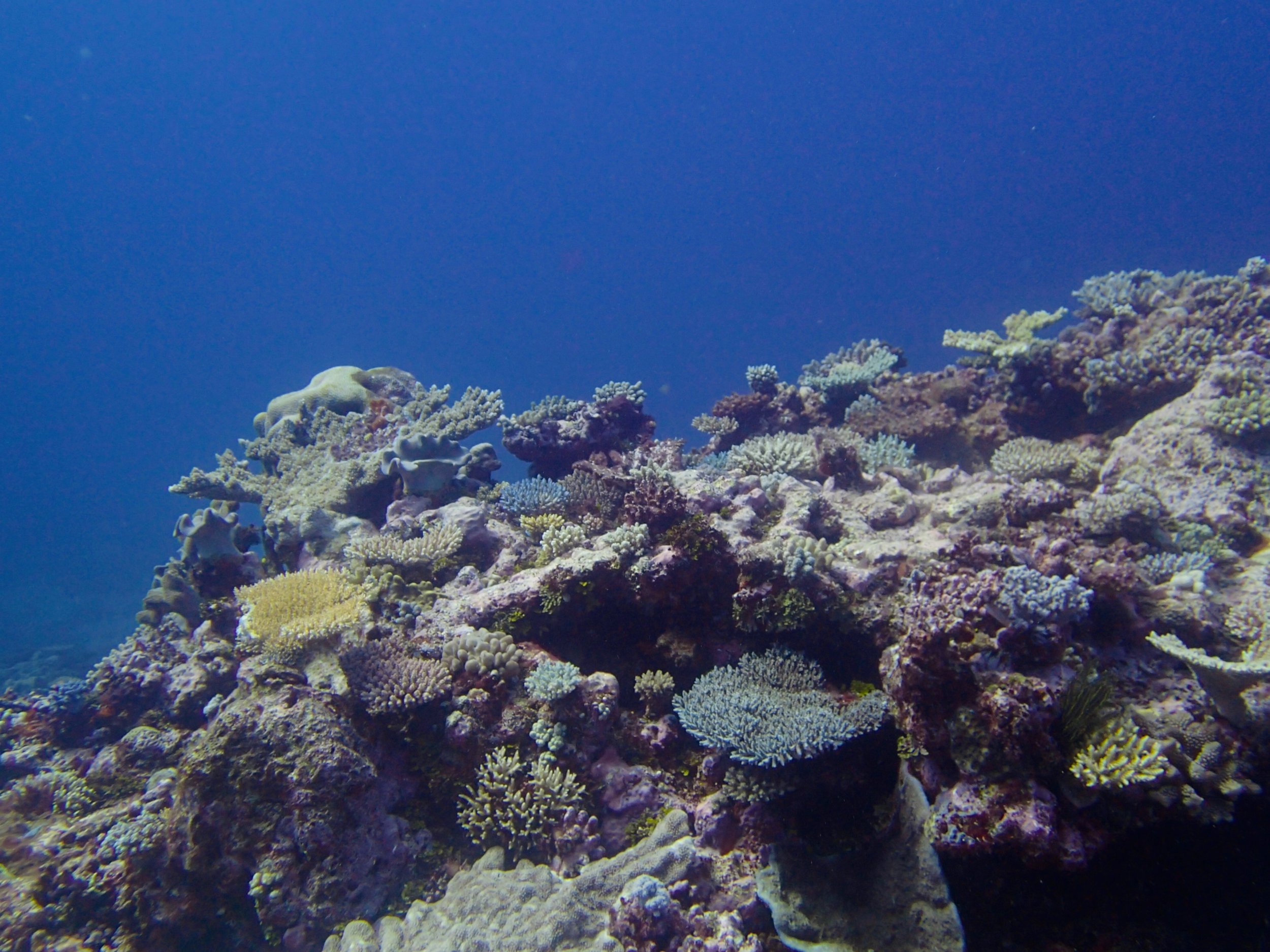 1st dive at Surprise Atoll.jpg