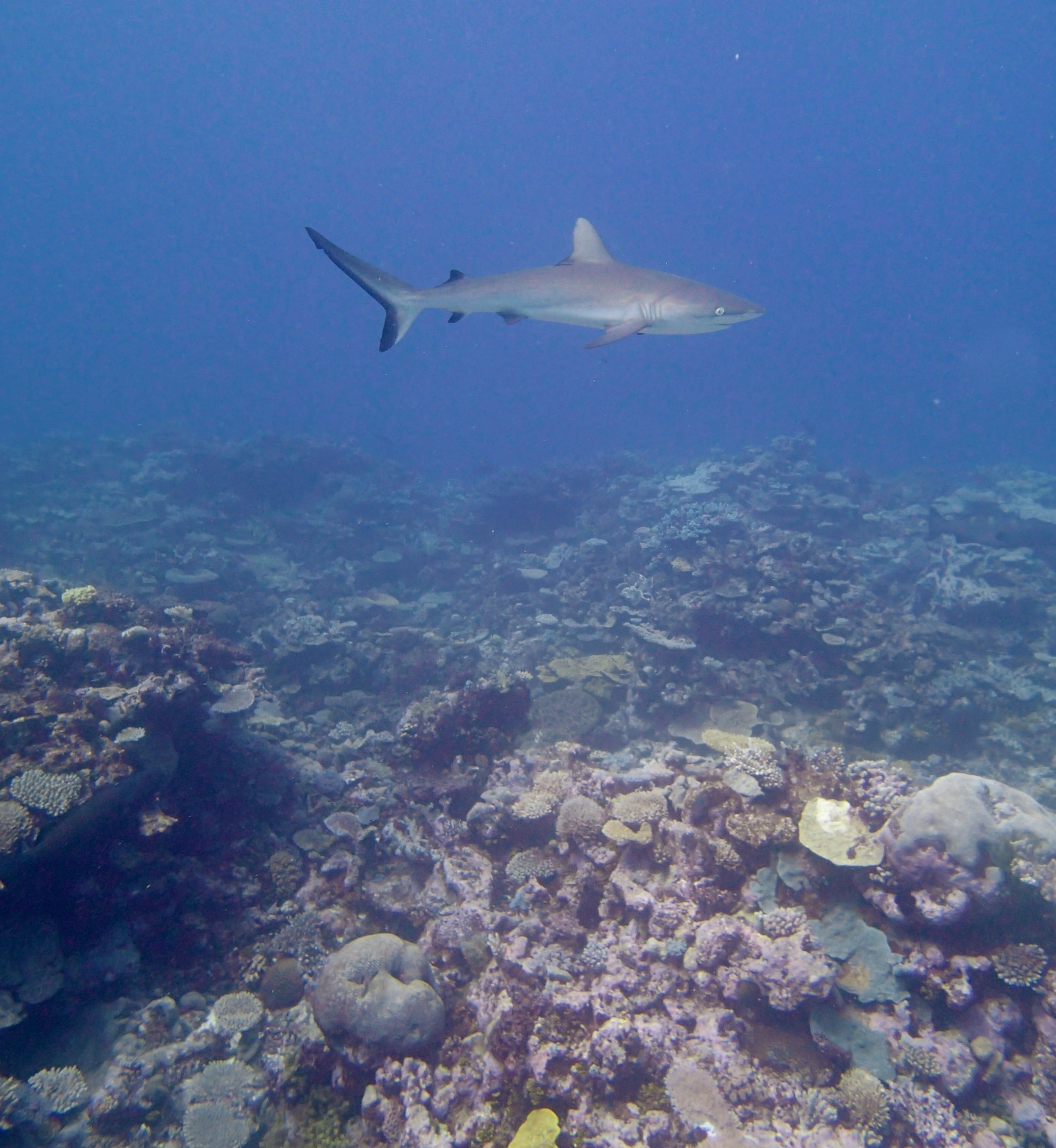 shark at 20 m.jpg