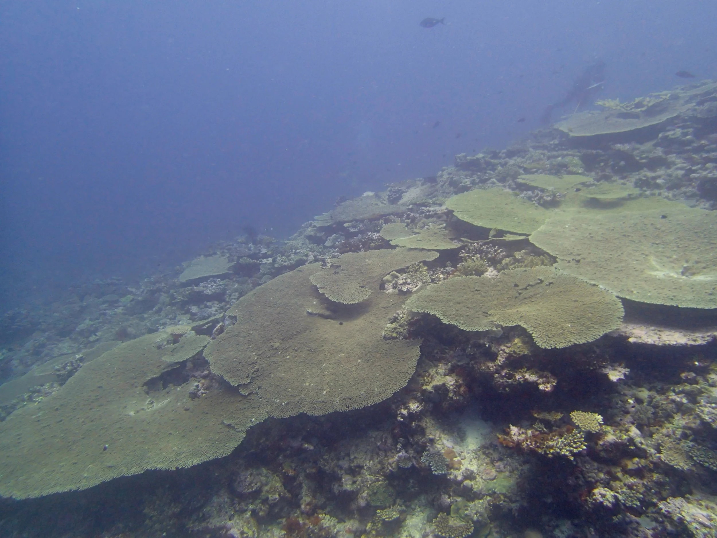 acropora slope.jpg