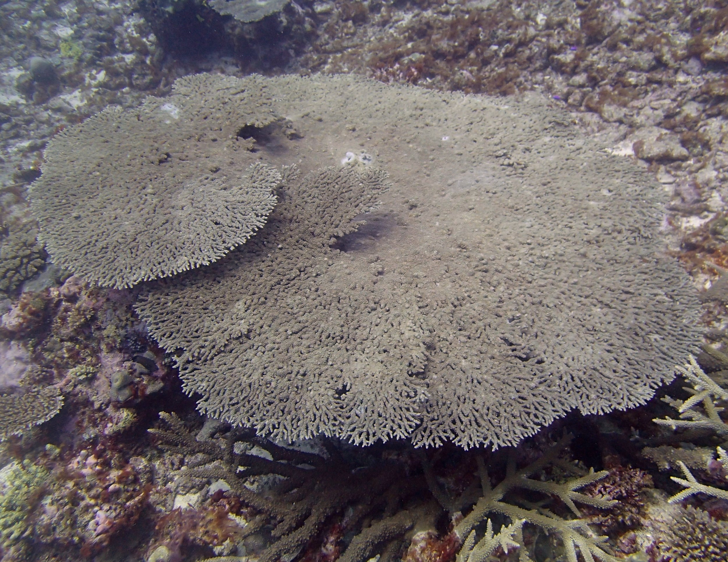 acropora table (1).jpg