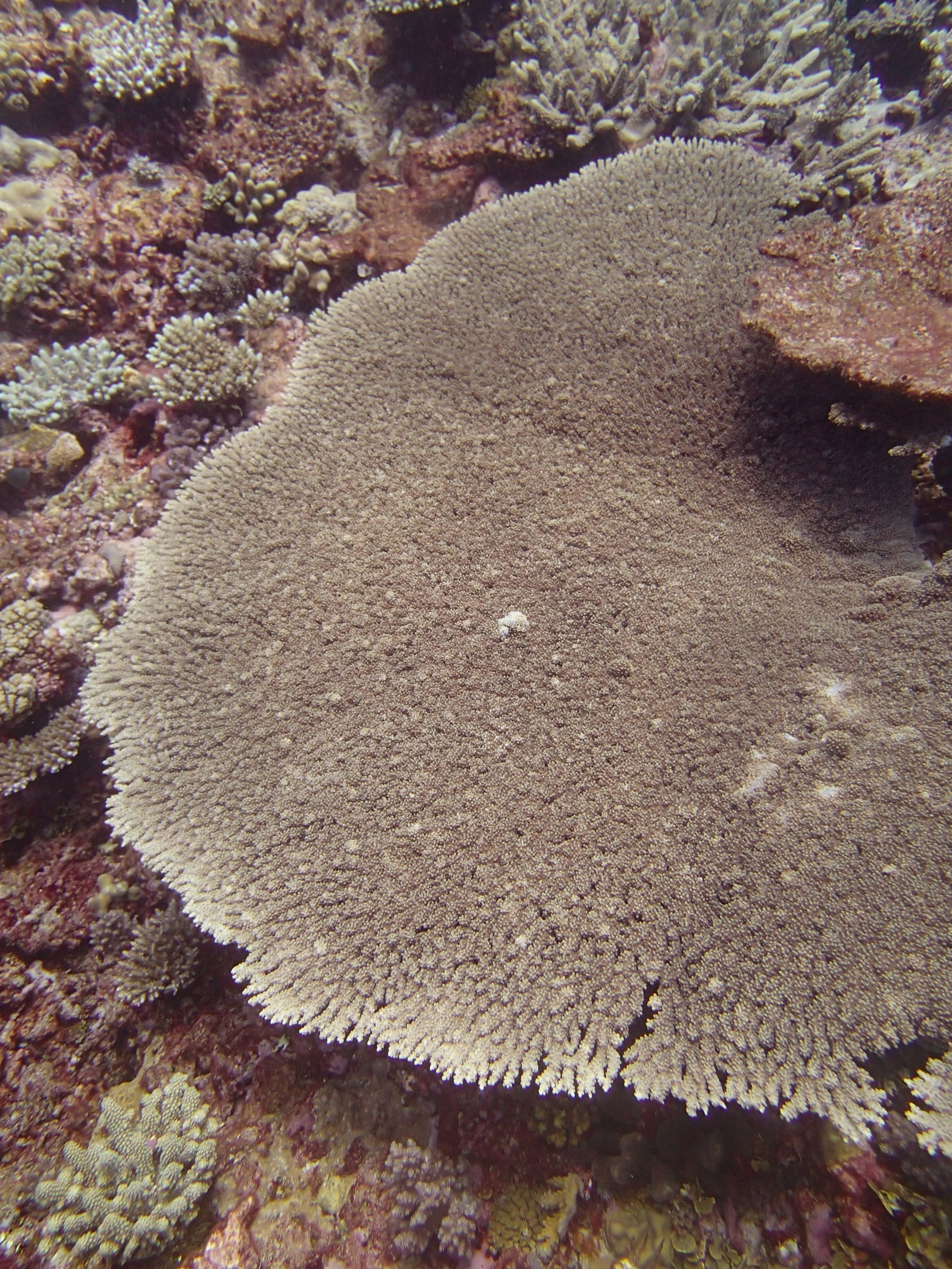 acropora table (2).jpg