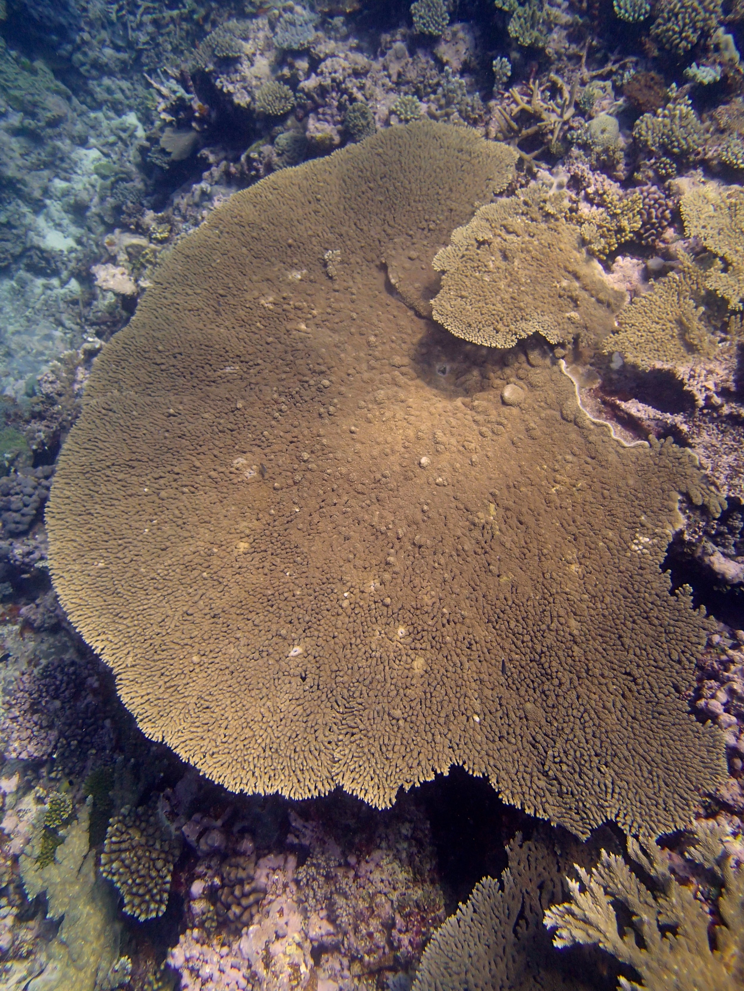 acropora table (3).jpg