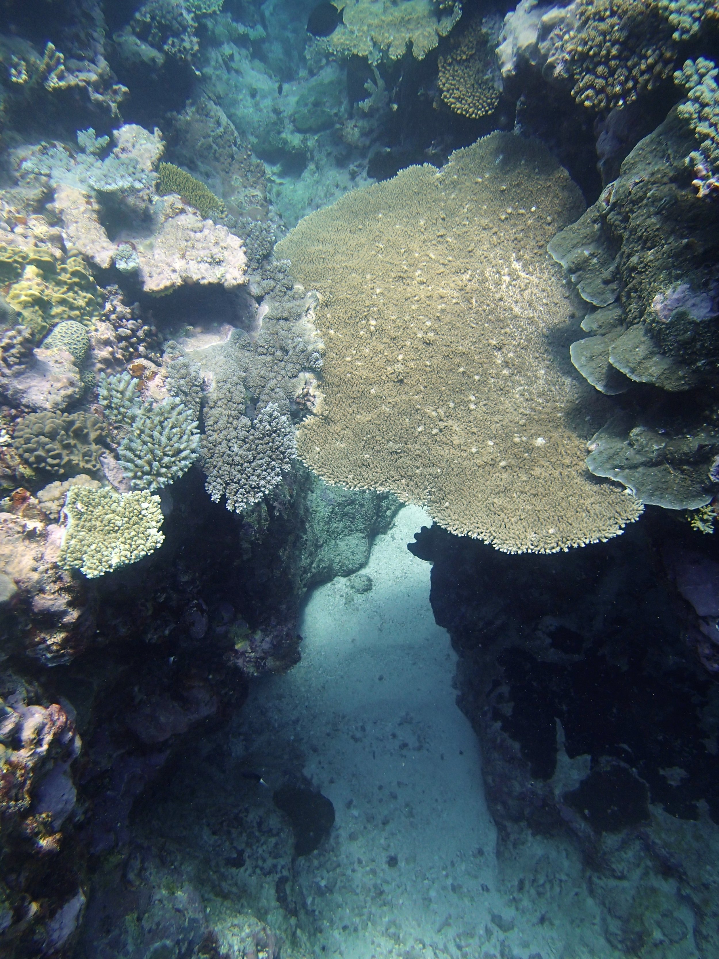 coral bridge.jpg