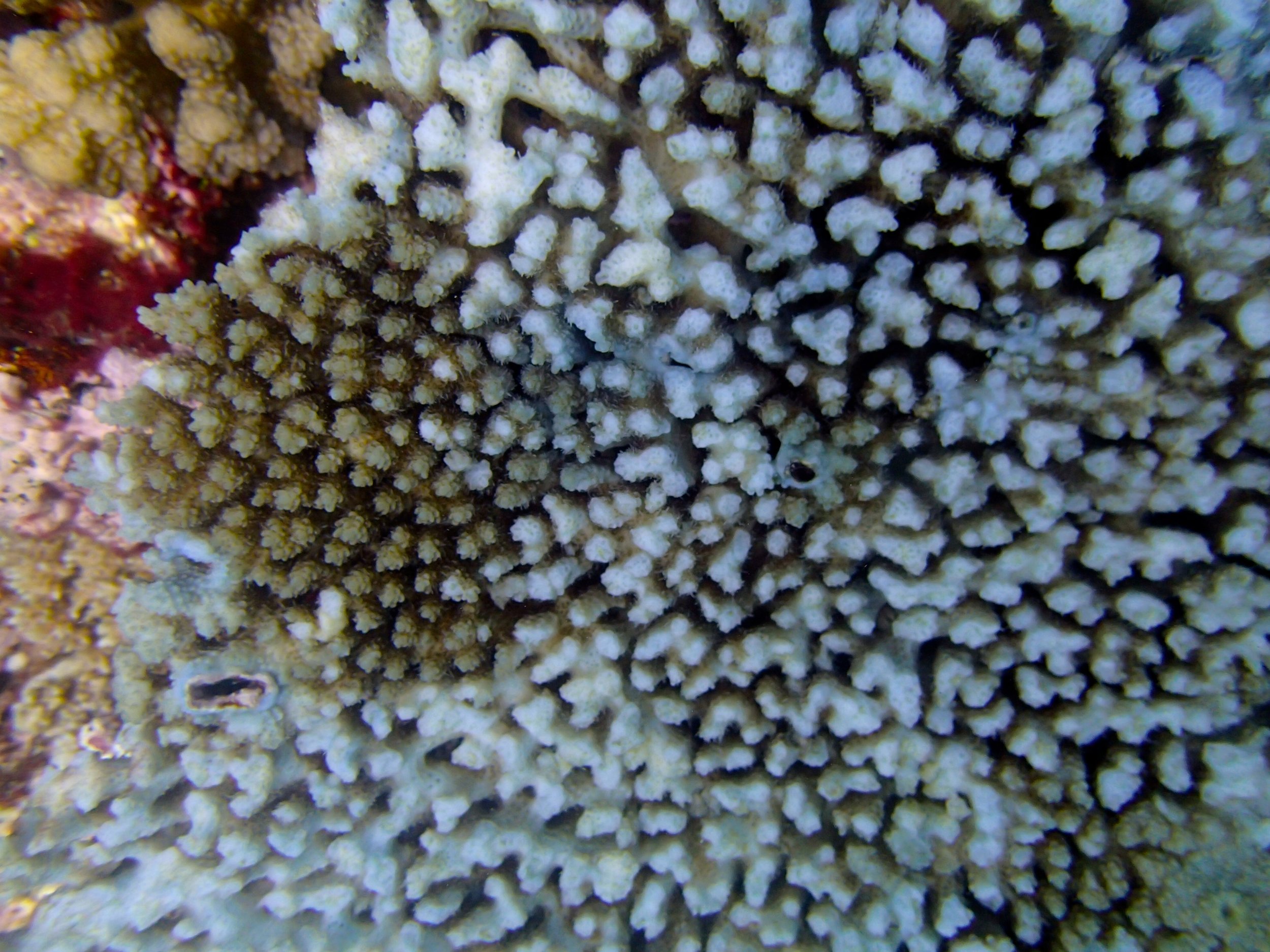 dying acropora.jpg