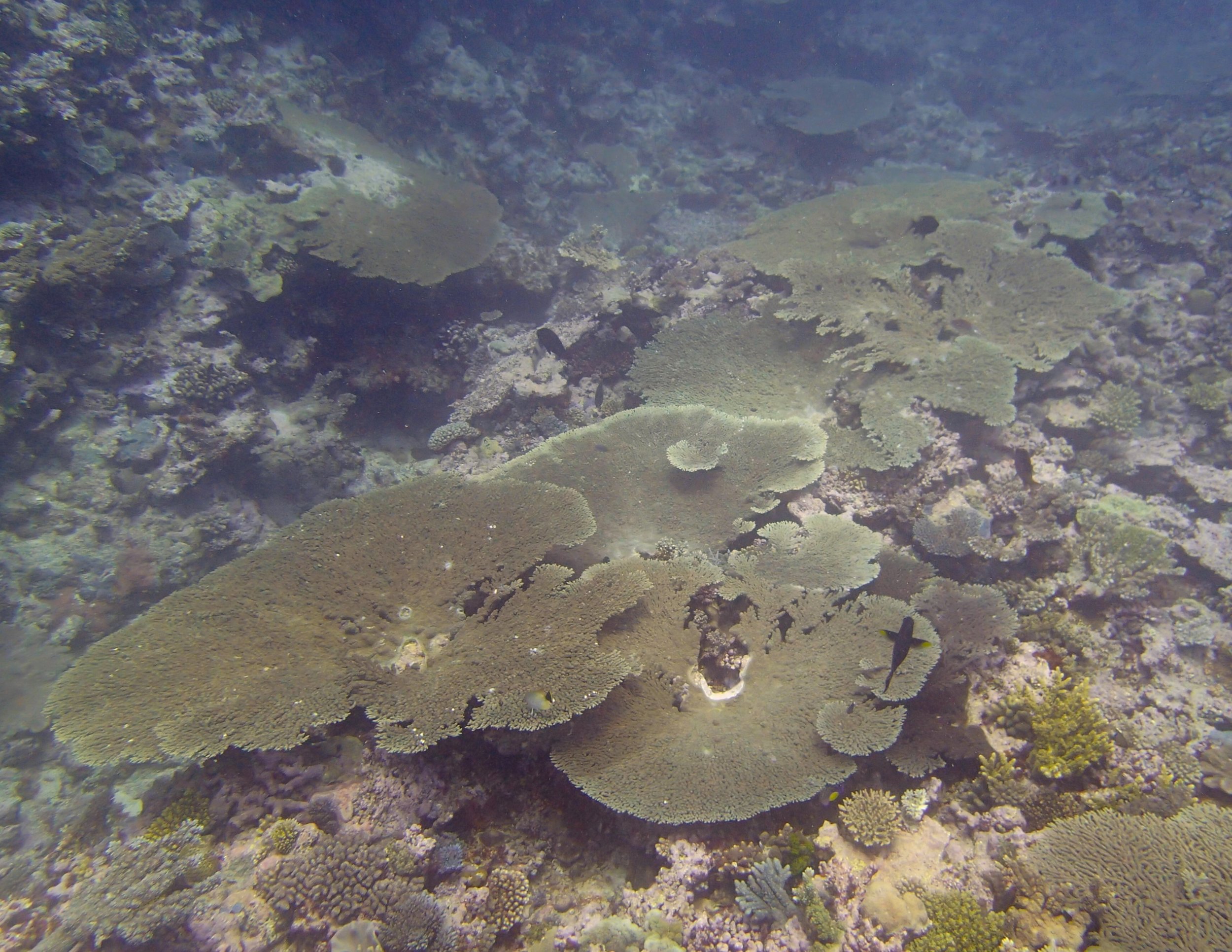 huge acropora tables.jpg