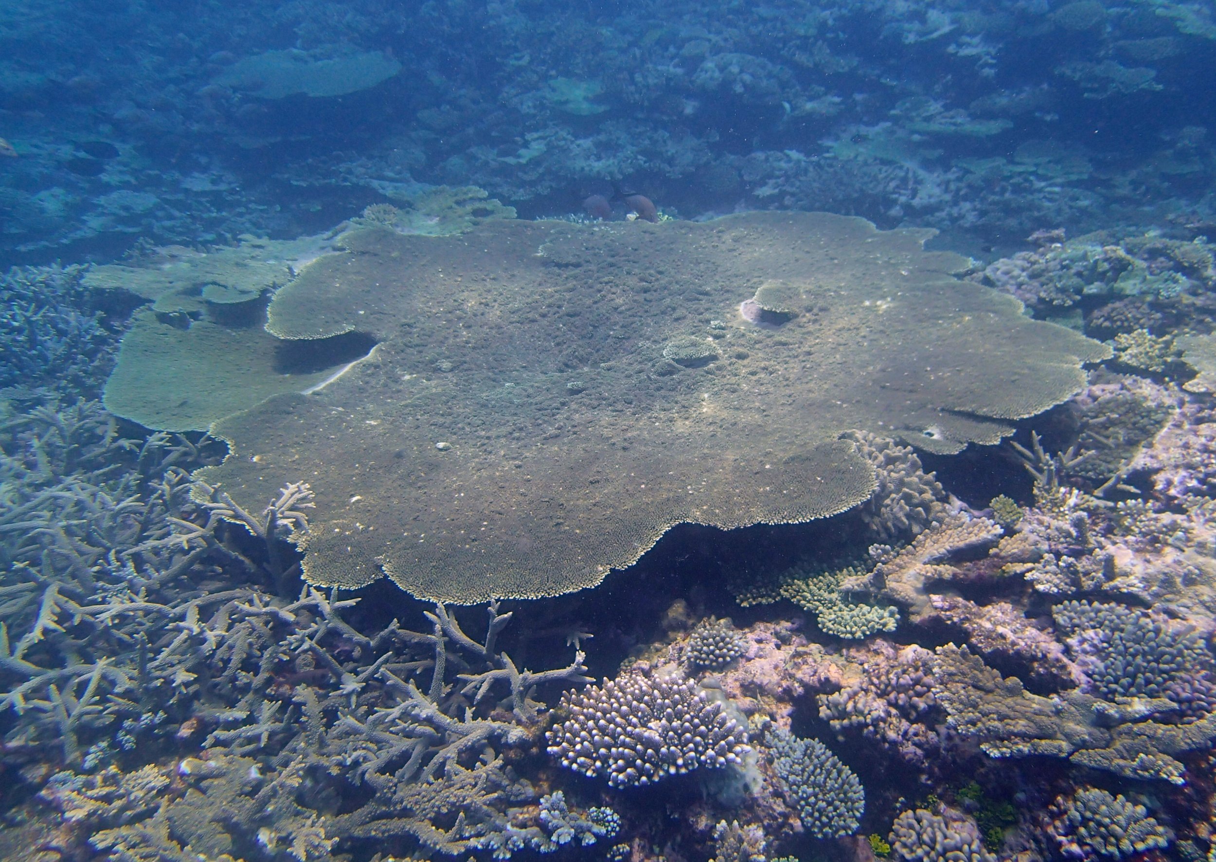 massive acropora table.jpg