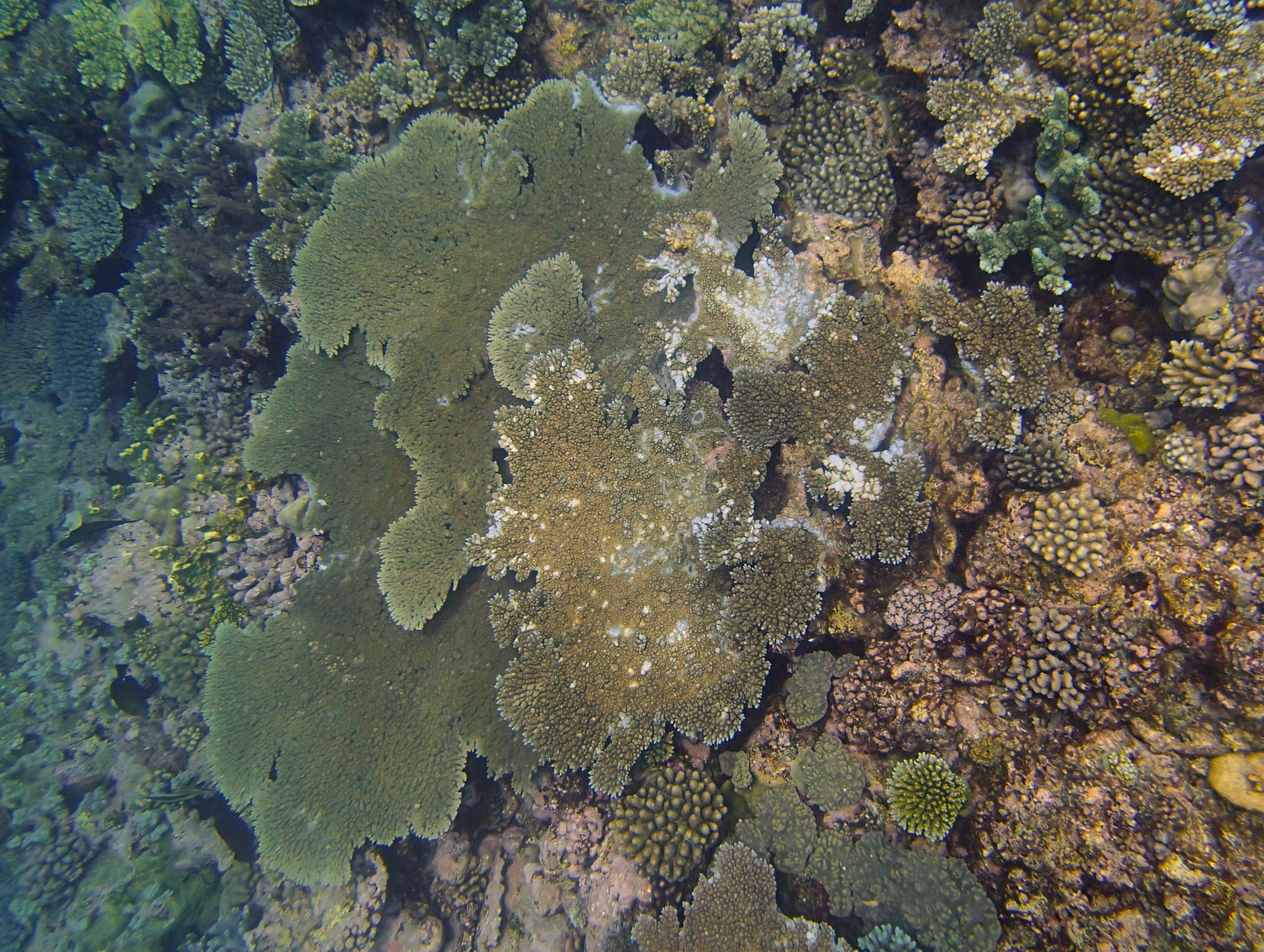 plating acropora.jpg