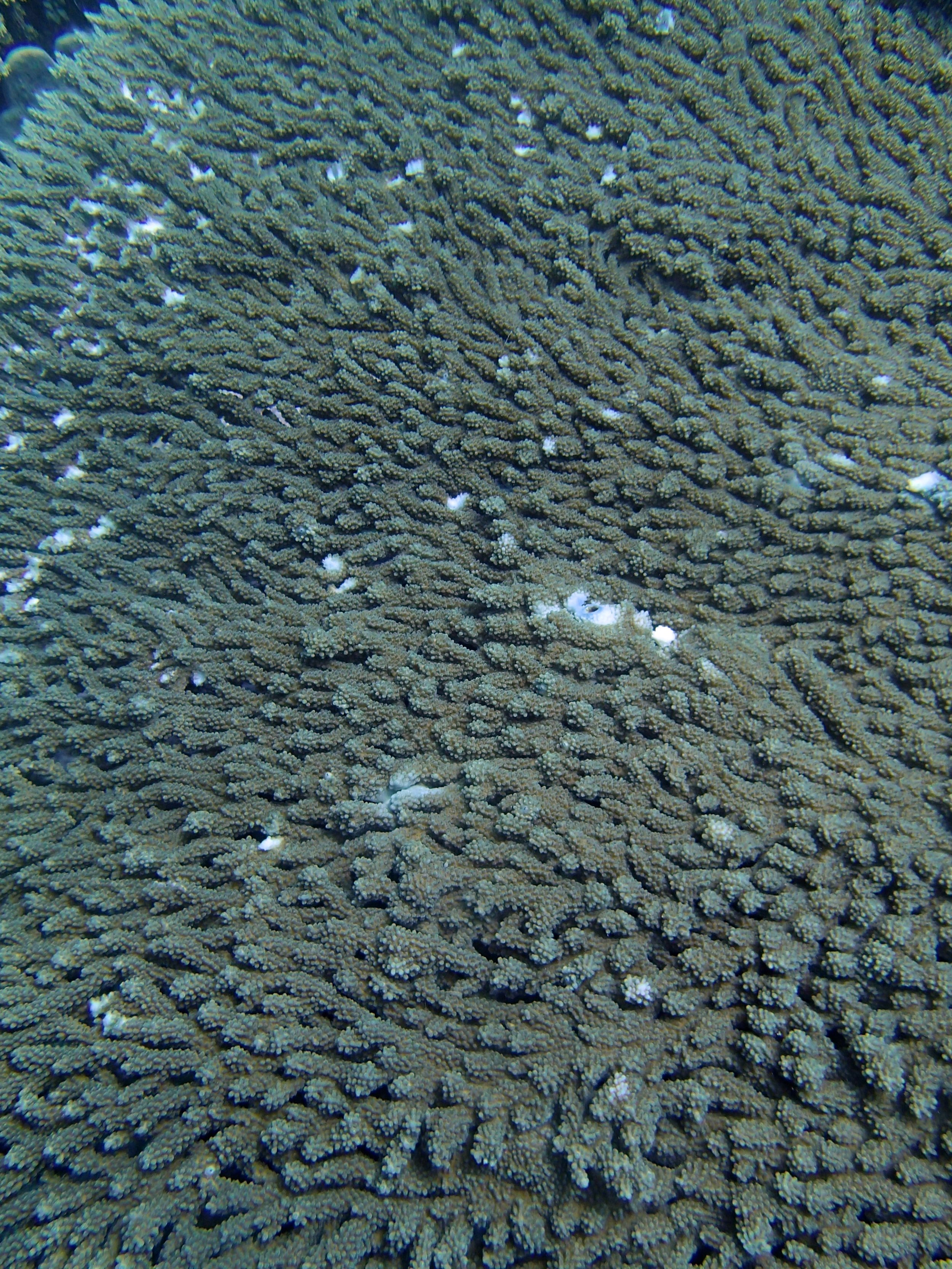 unhealthy acropora plate.jpg