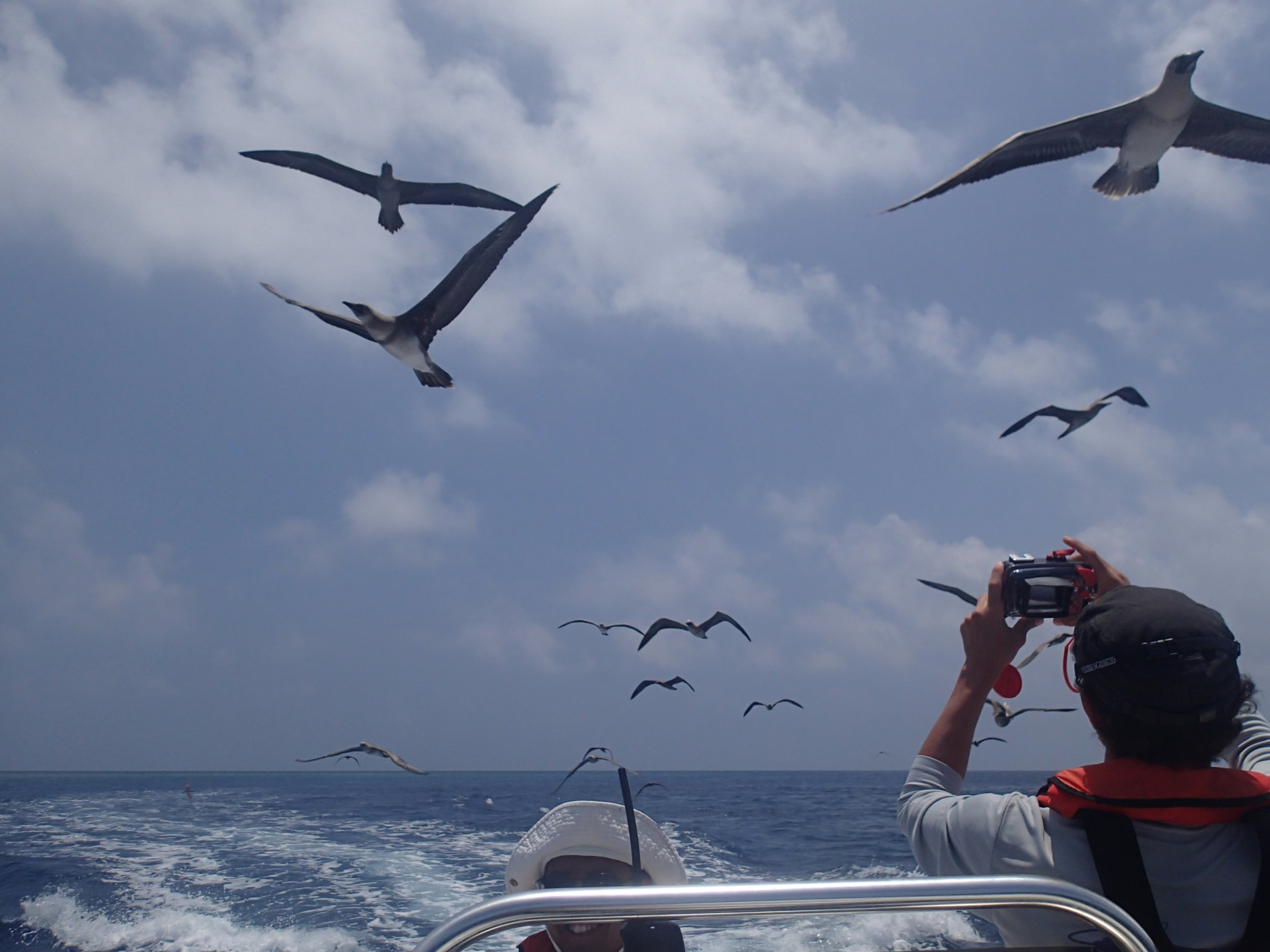 frigate bird attack!.jpg