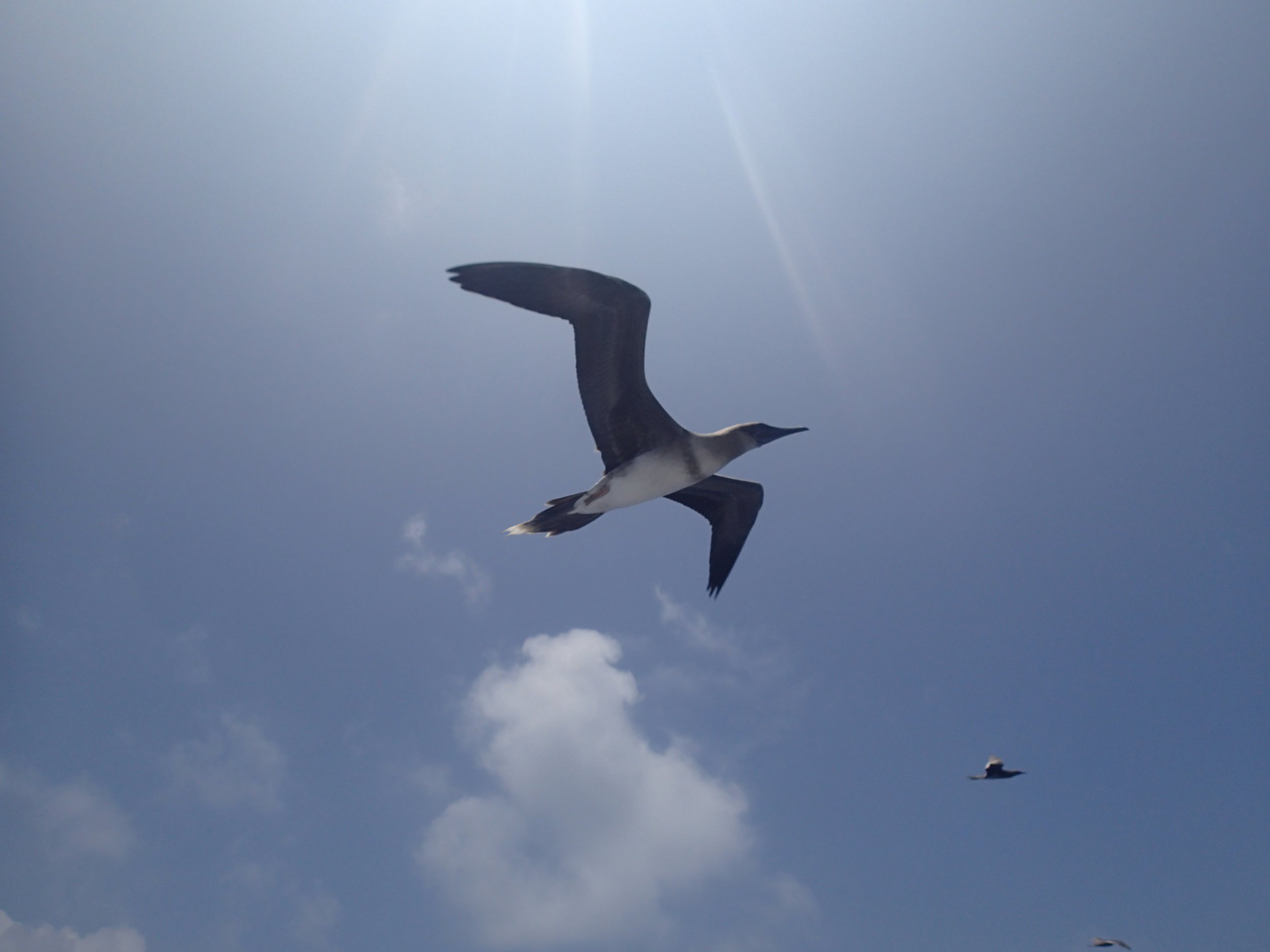 frigate bird.jpg