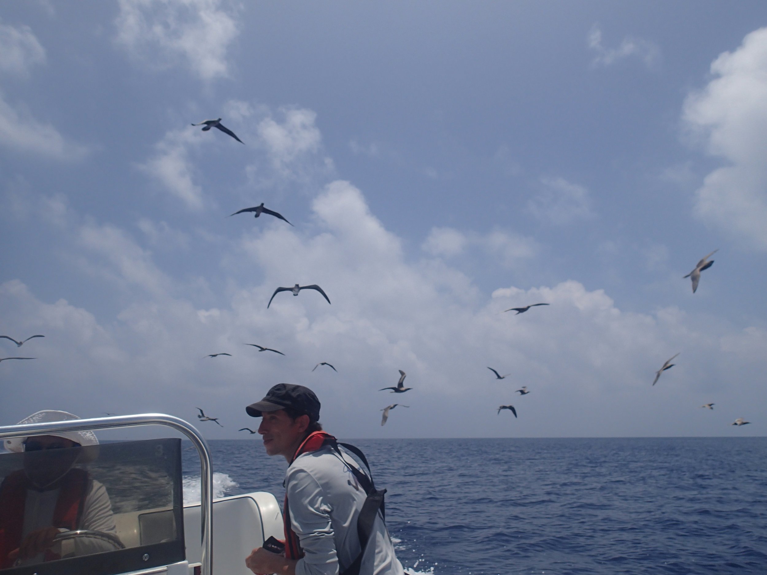 frigate birds at Surprise Atoll.jpg