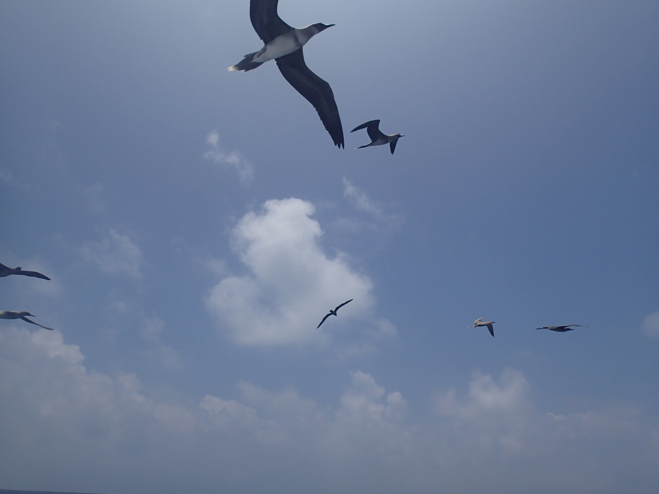 frigate birds.jpg