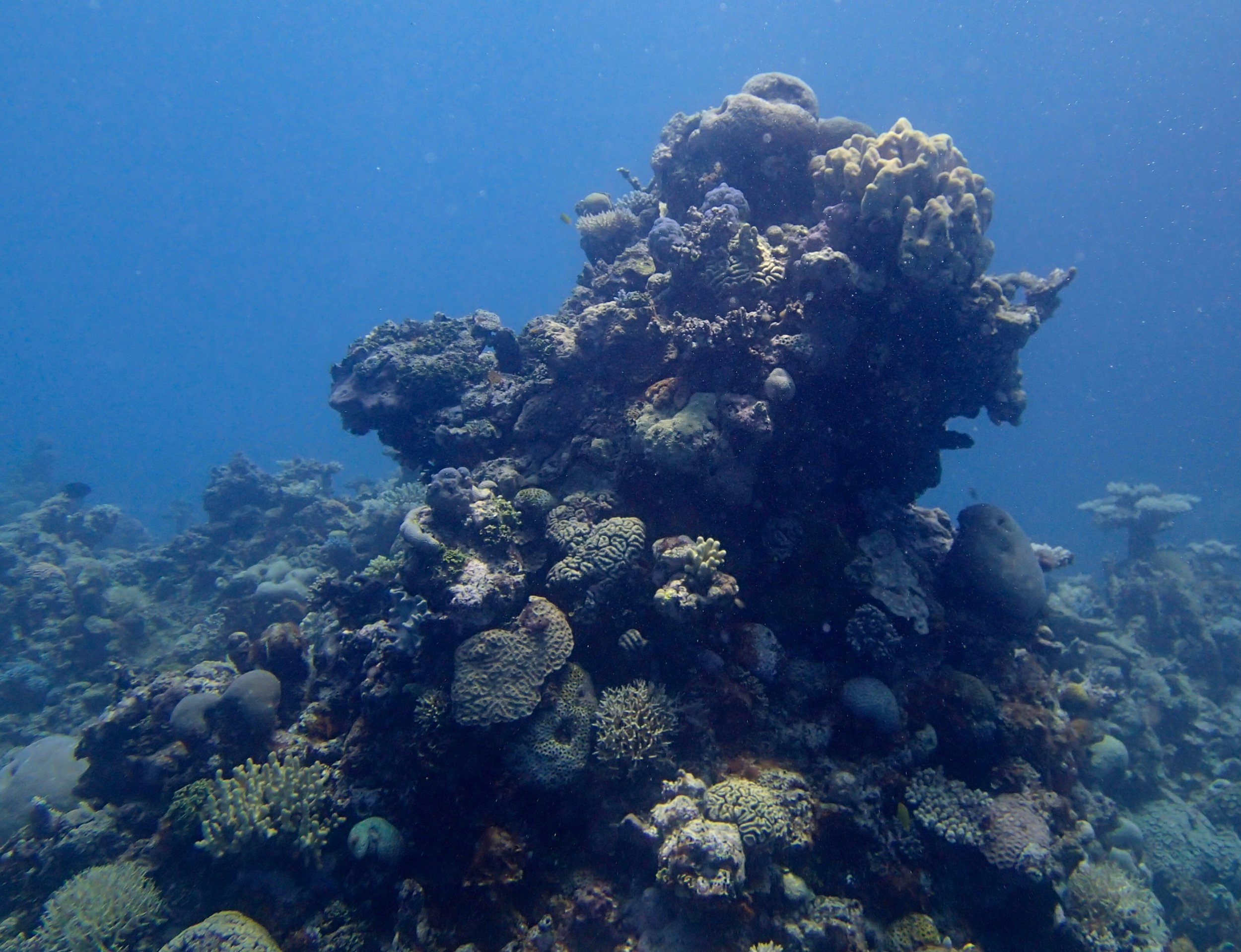 coral pillar.jpg