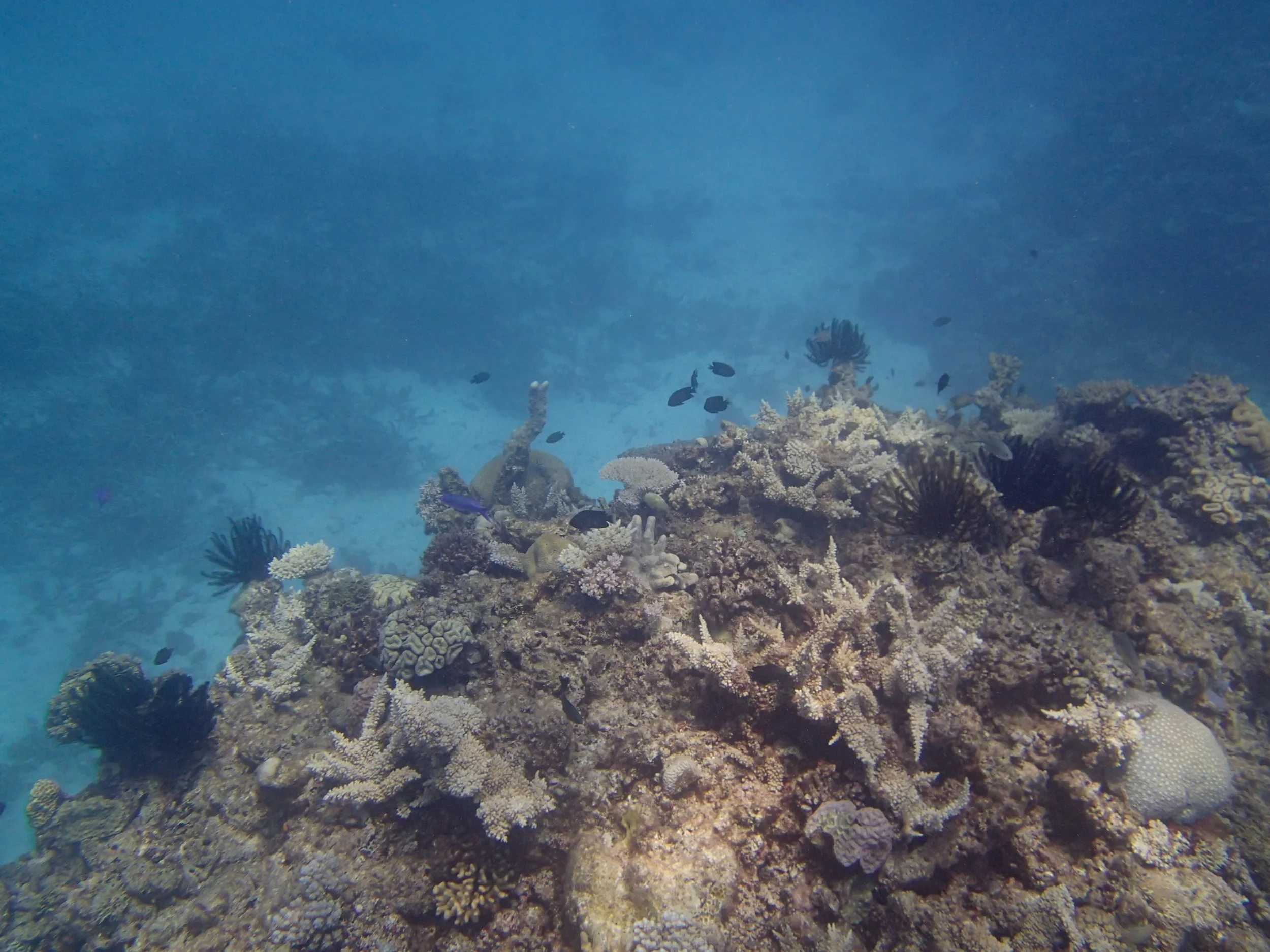 shallows.jpg