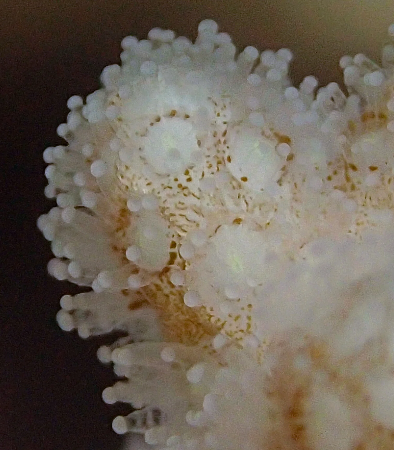 colony 98-macro