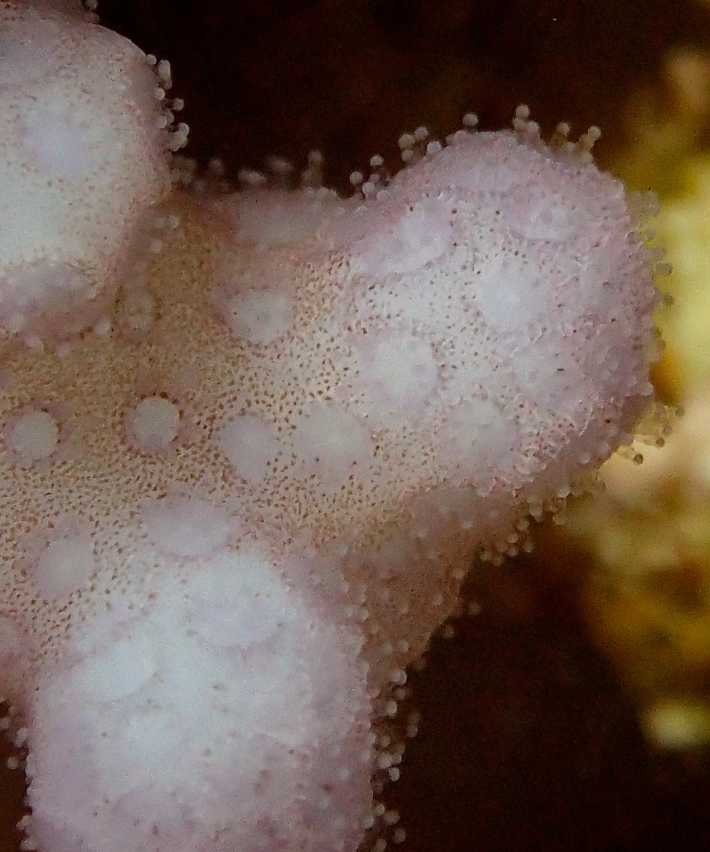 colony 100-macro