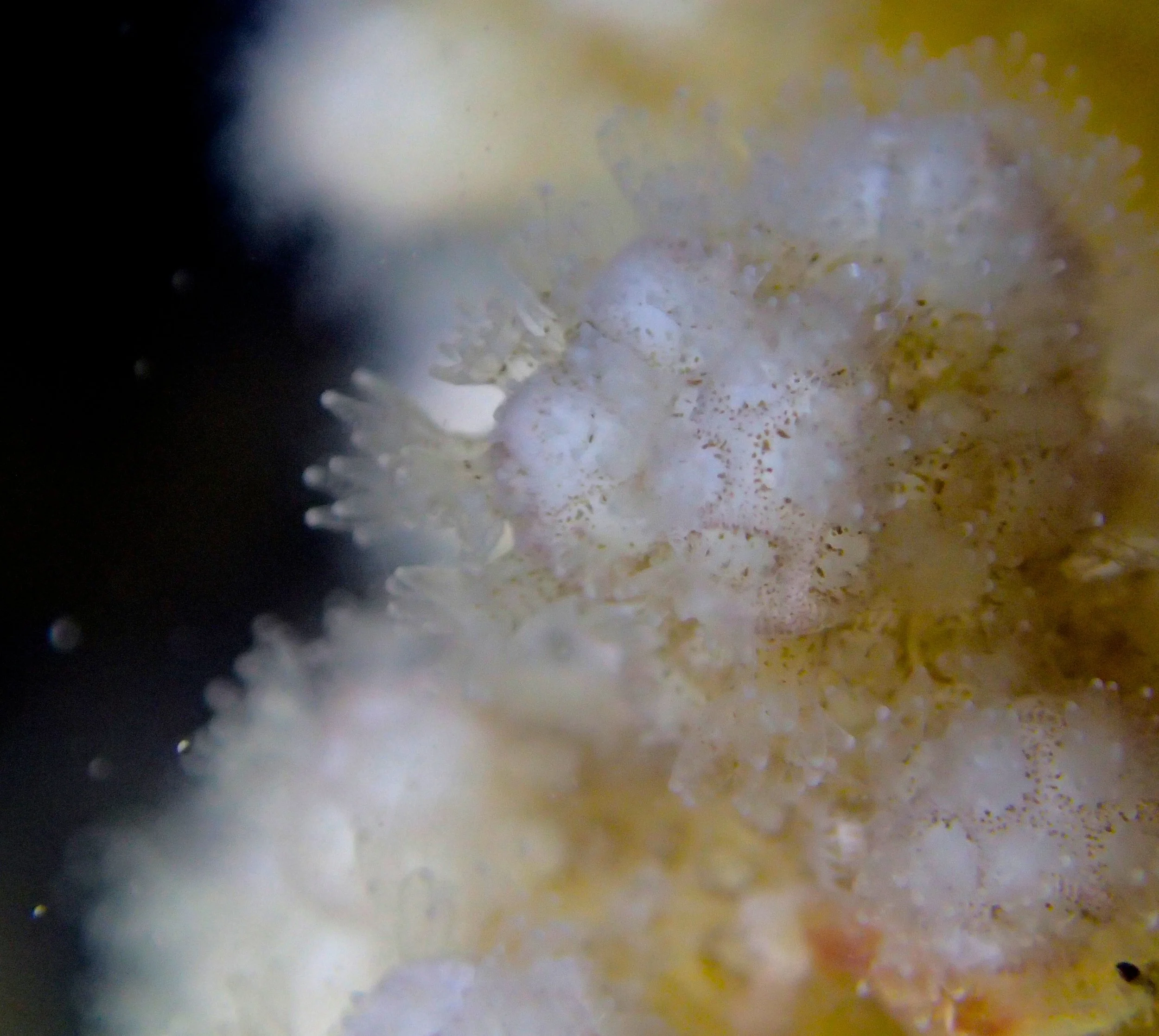 colony 104-night-macro