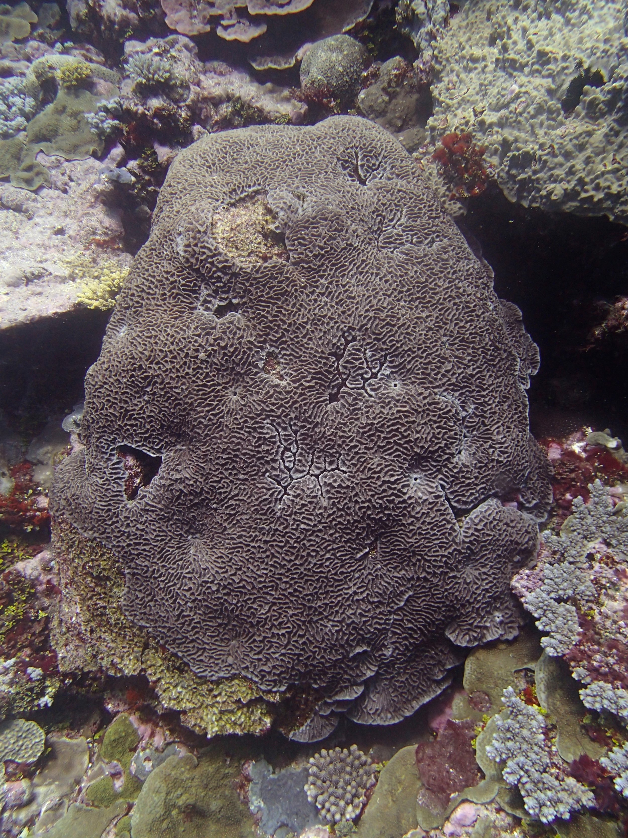 mystery coral.jpg