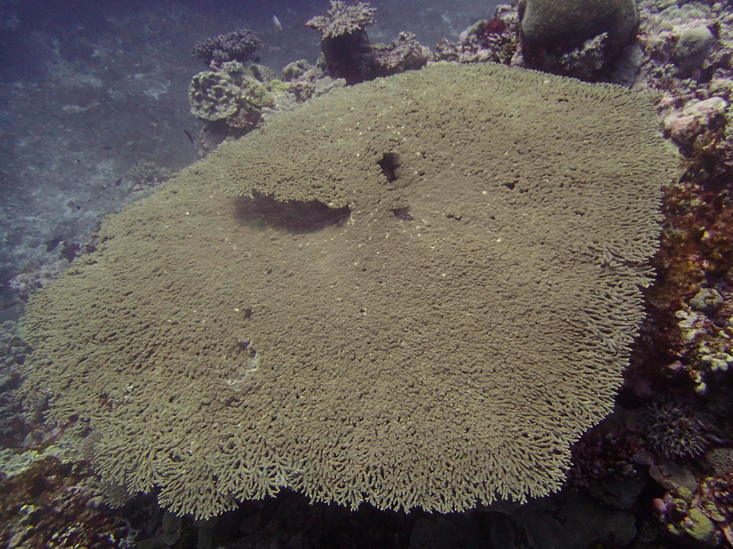 table acropora.jpg