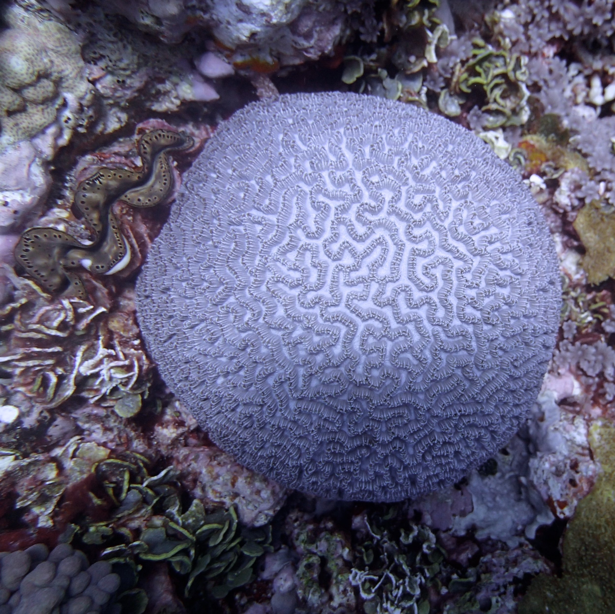 brain coral.jpg