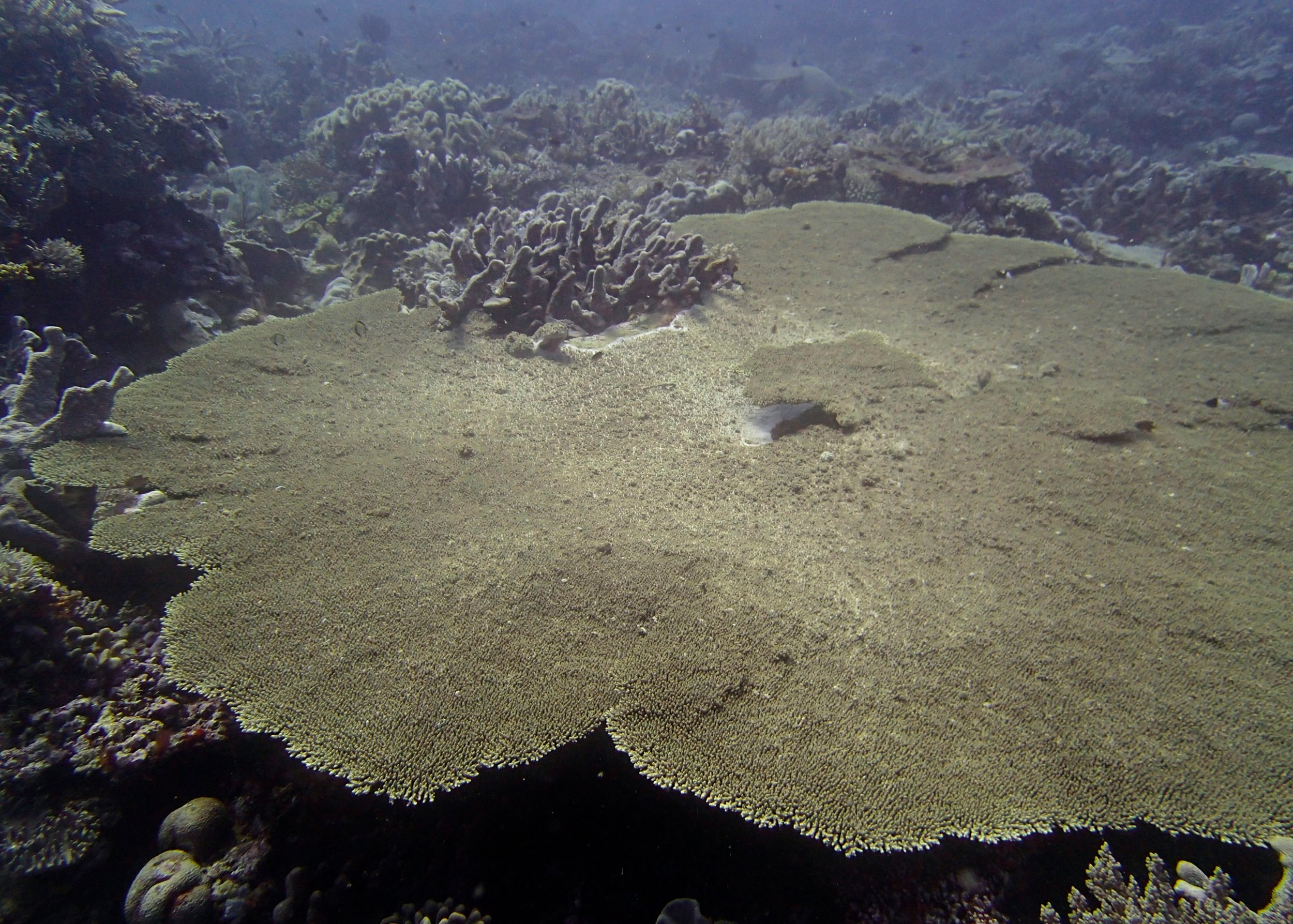 table acropora.jpg