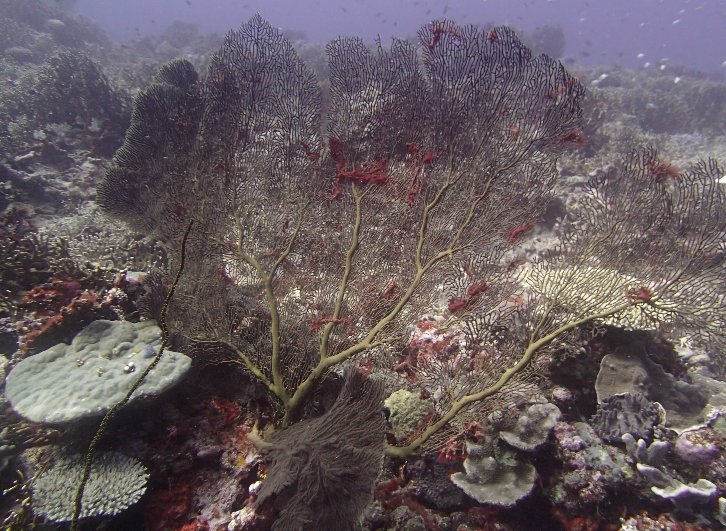 sea fan.jpg