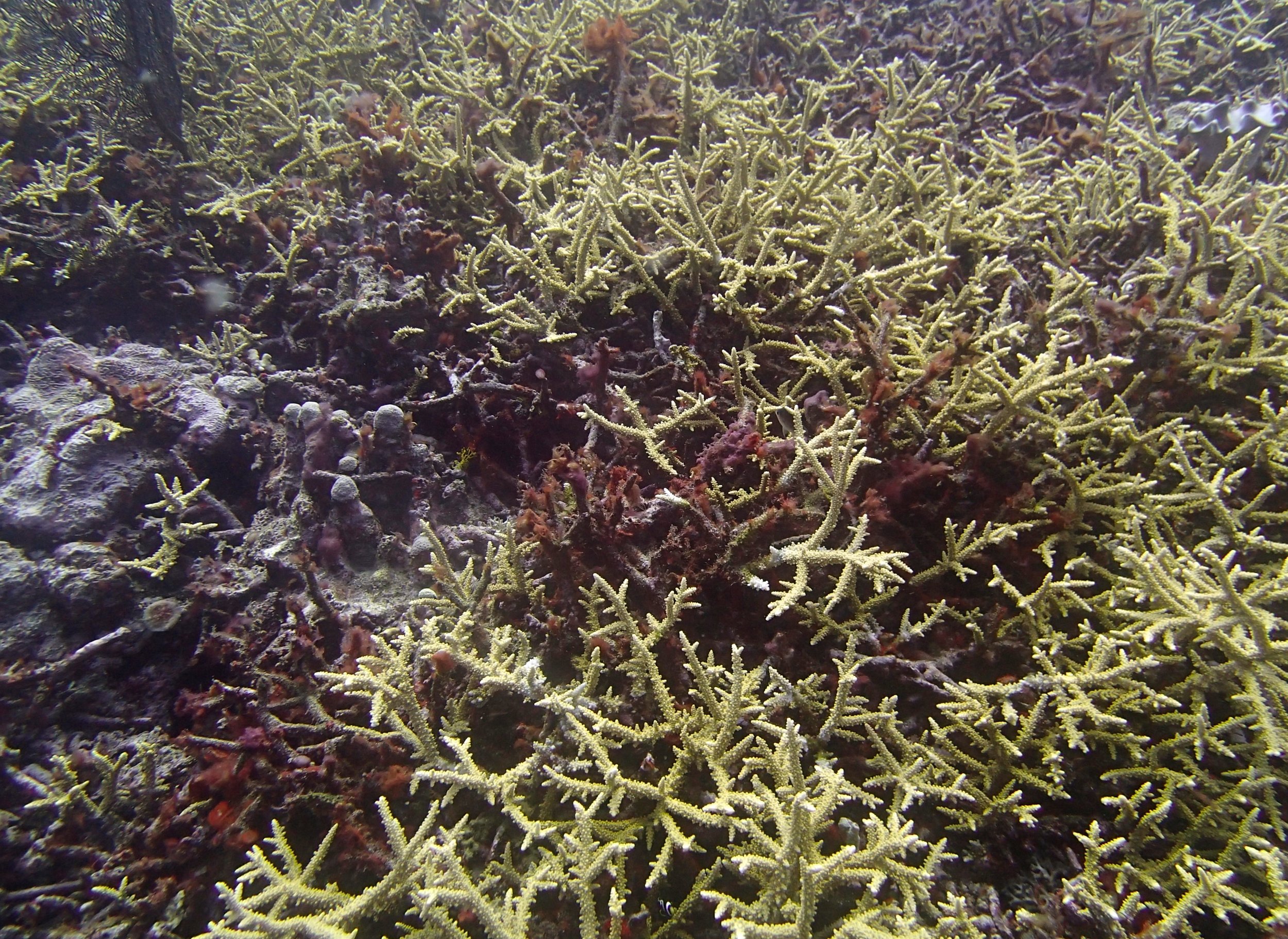 neon acropora.jpg