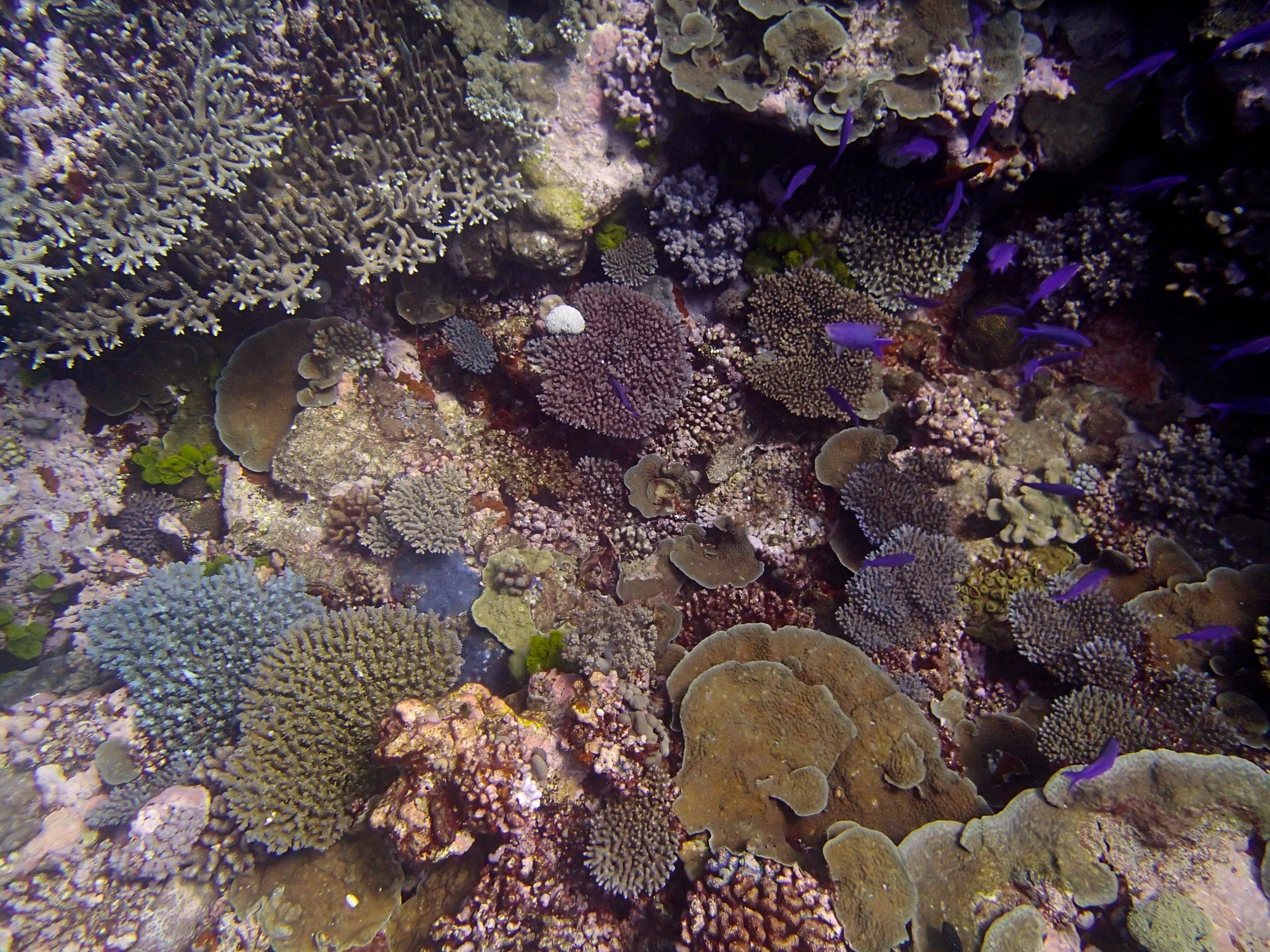 high coral cover.jpg