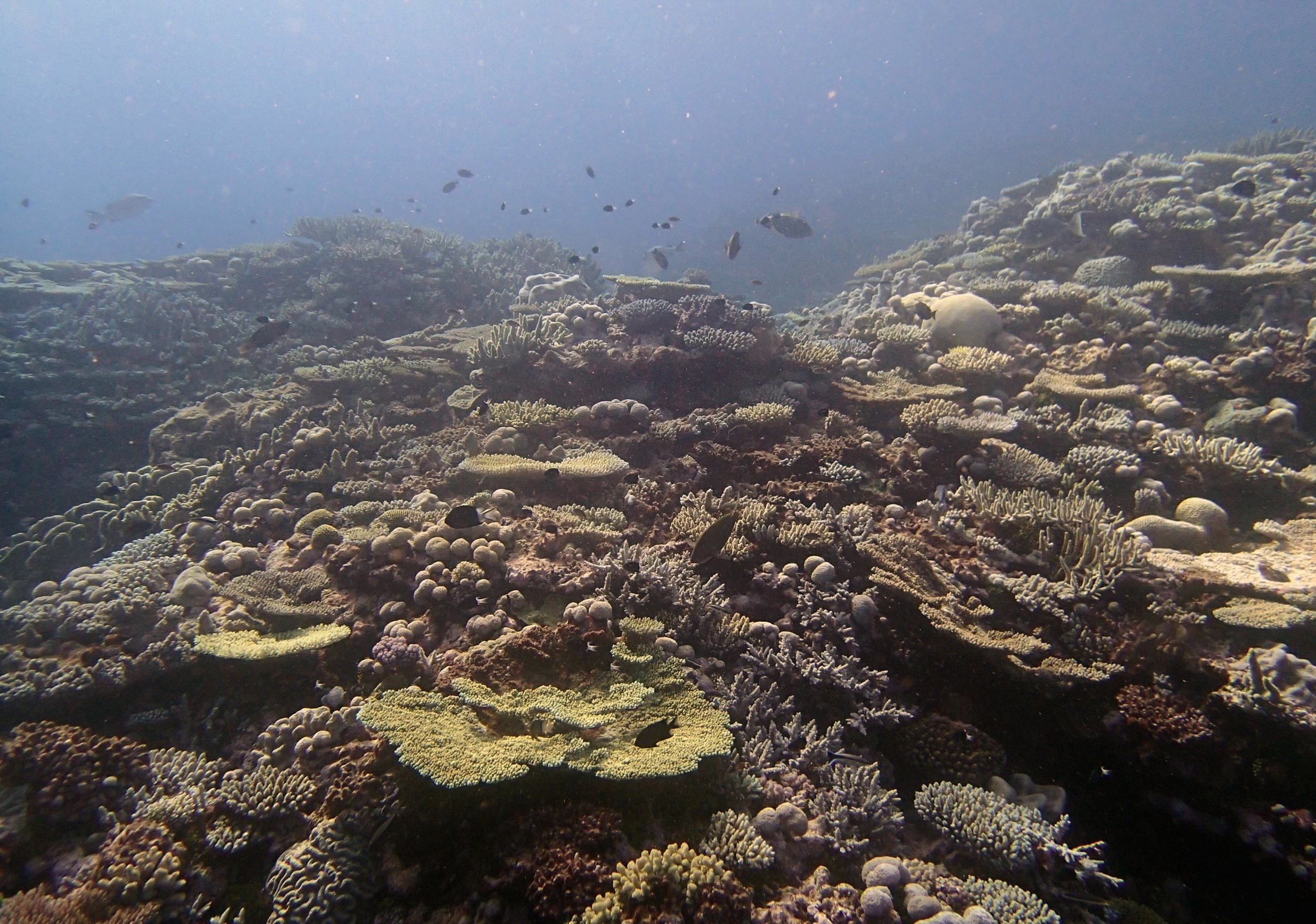 high coral cover.jpg