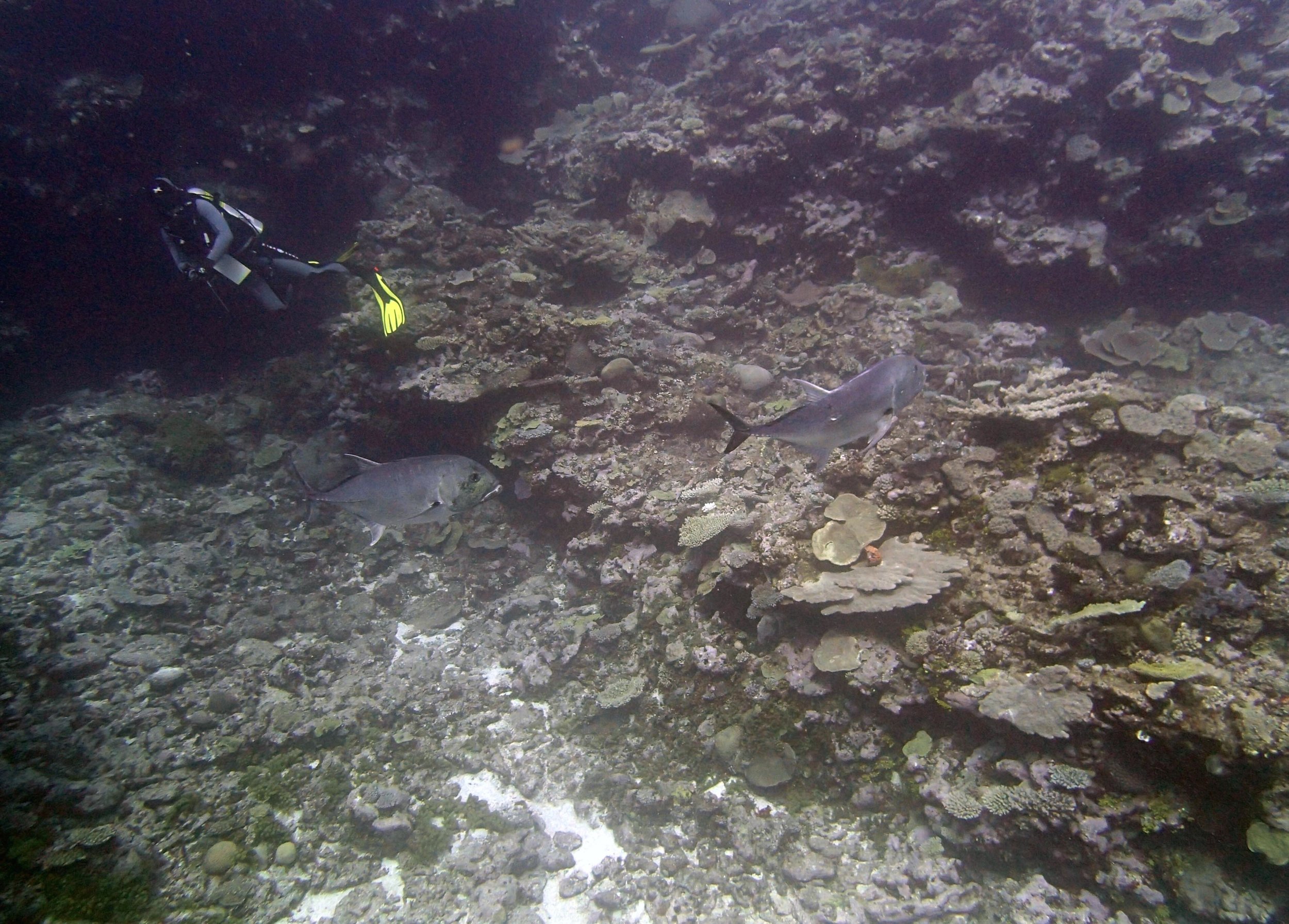 giant trevally.jpg