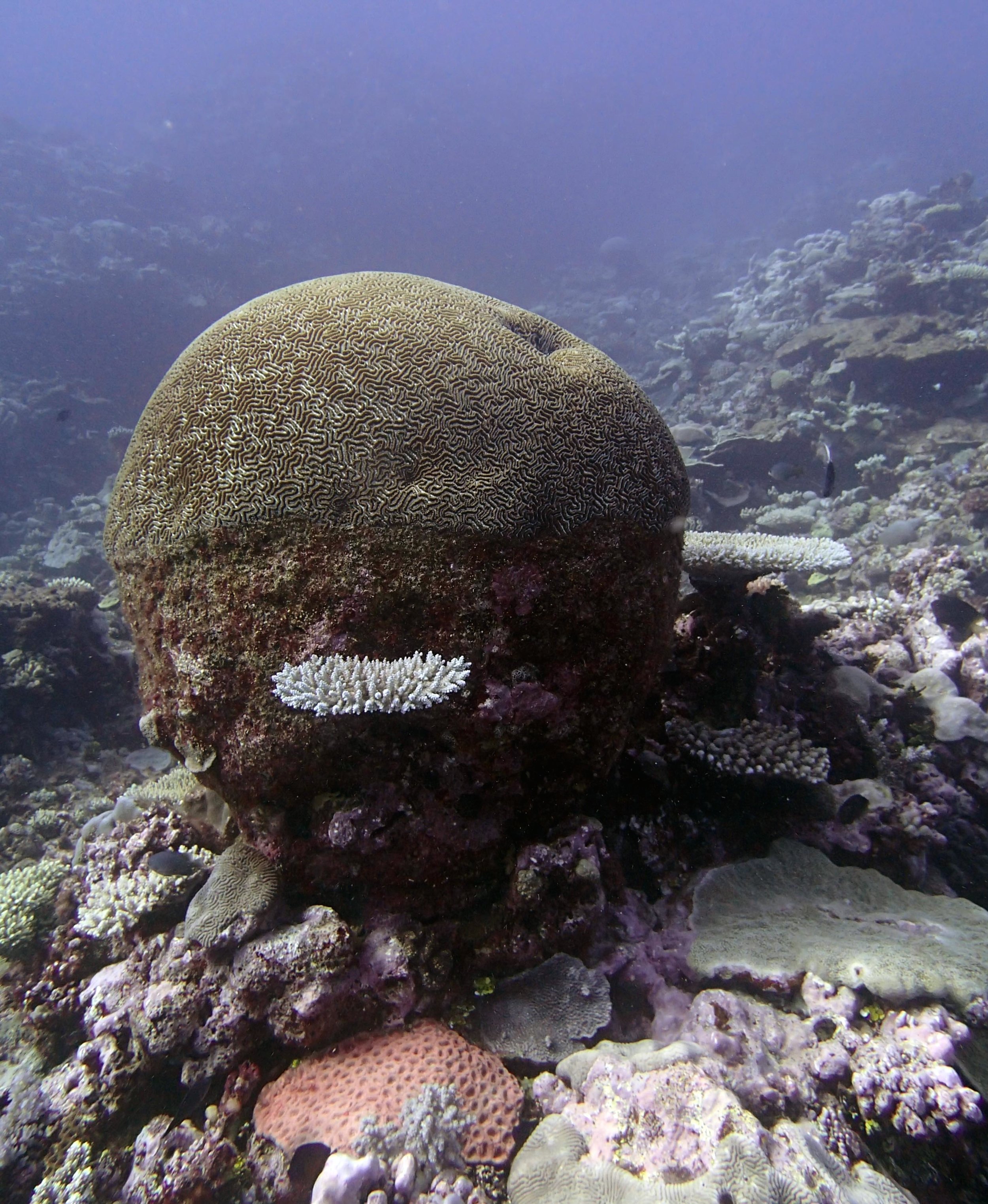 brain coral.jpg