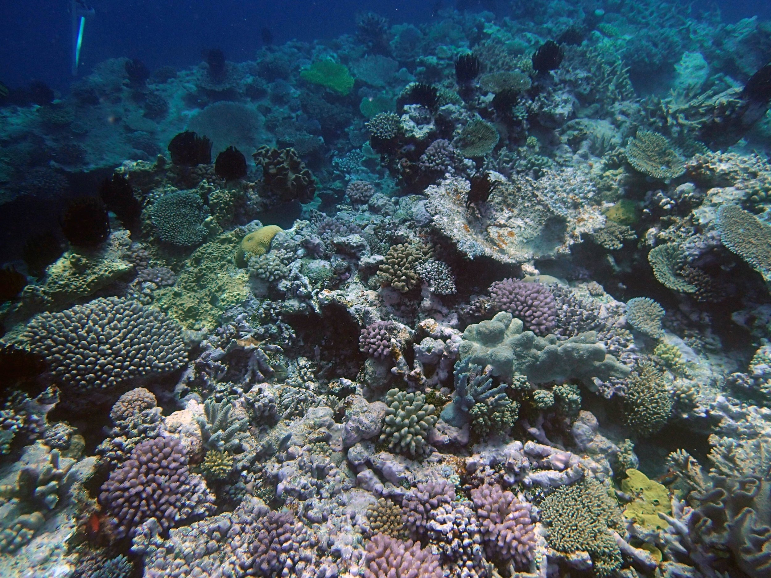 crinoid garden.jpg