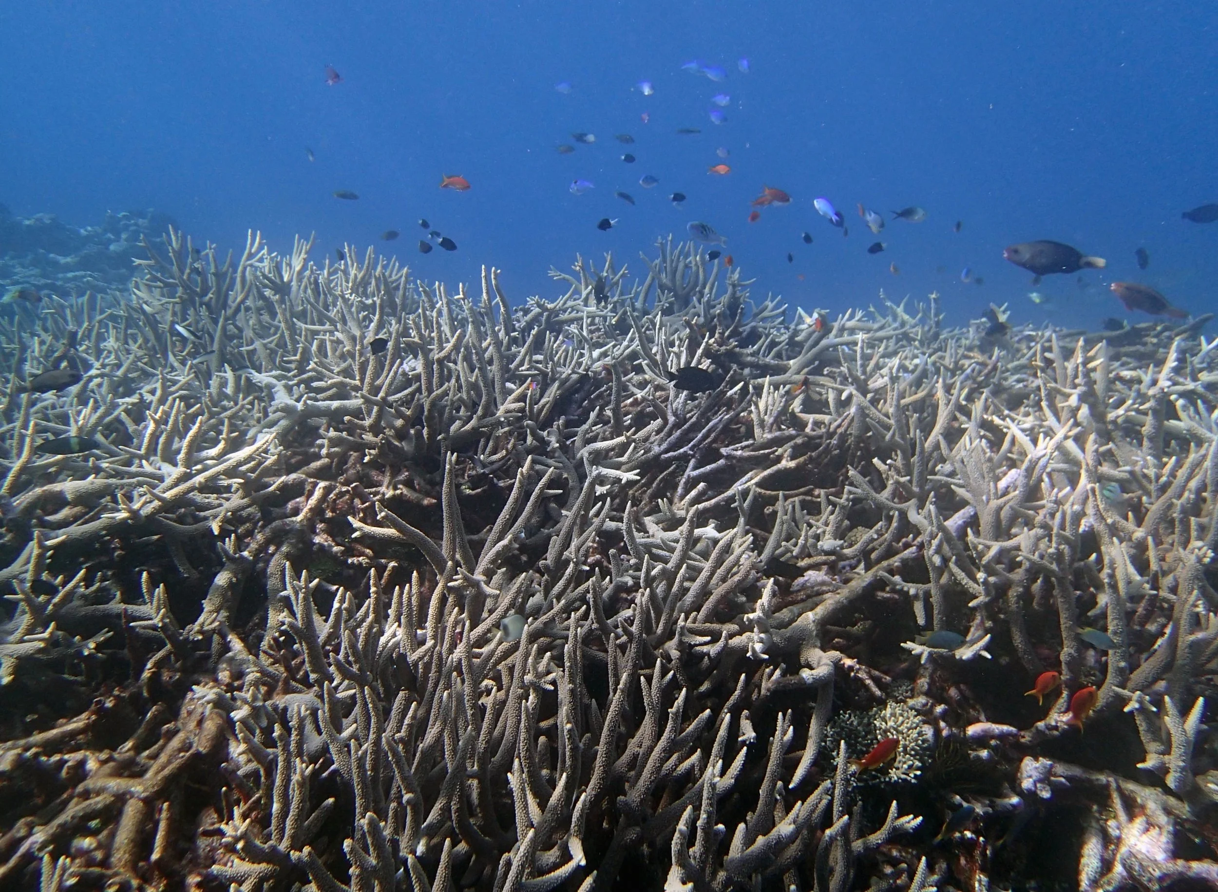 acropora thicket.jpg