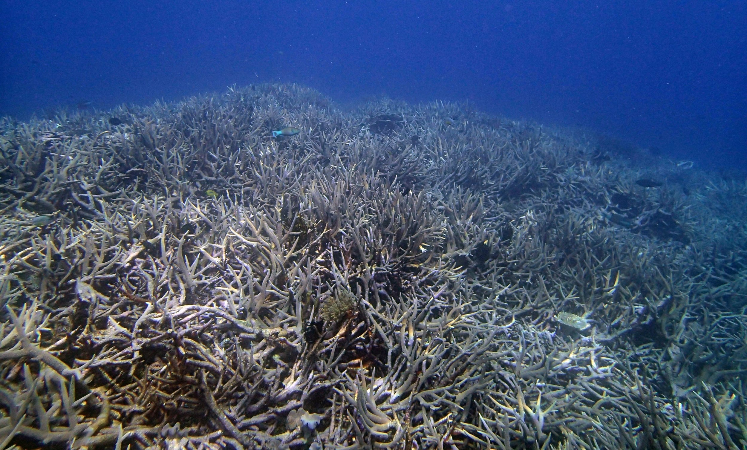 awesome acropora forest.jpg