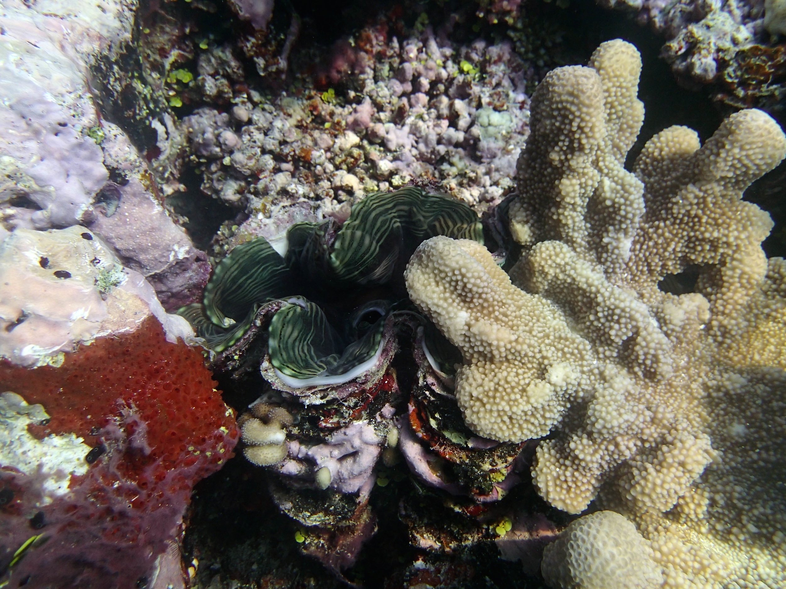 shy giant clam.jpg