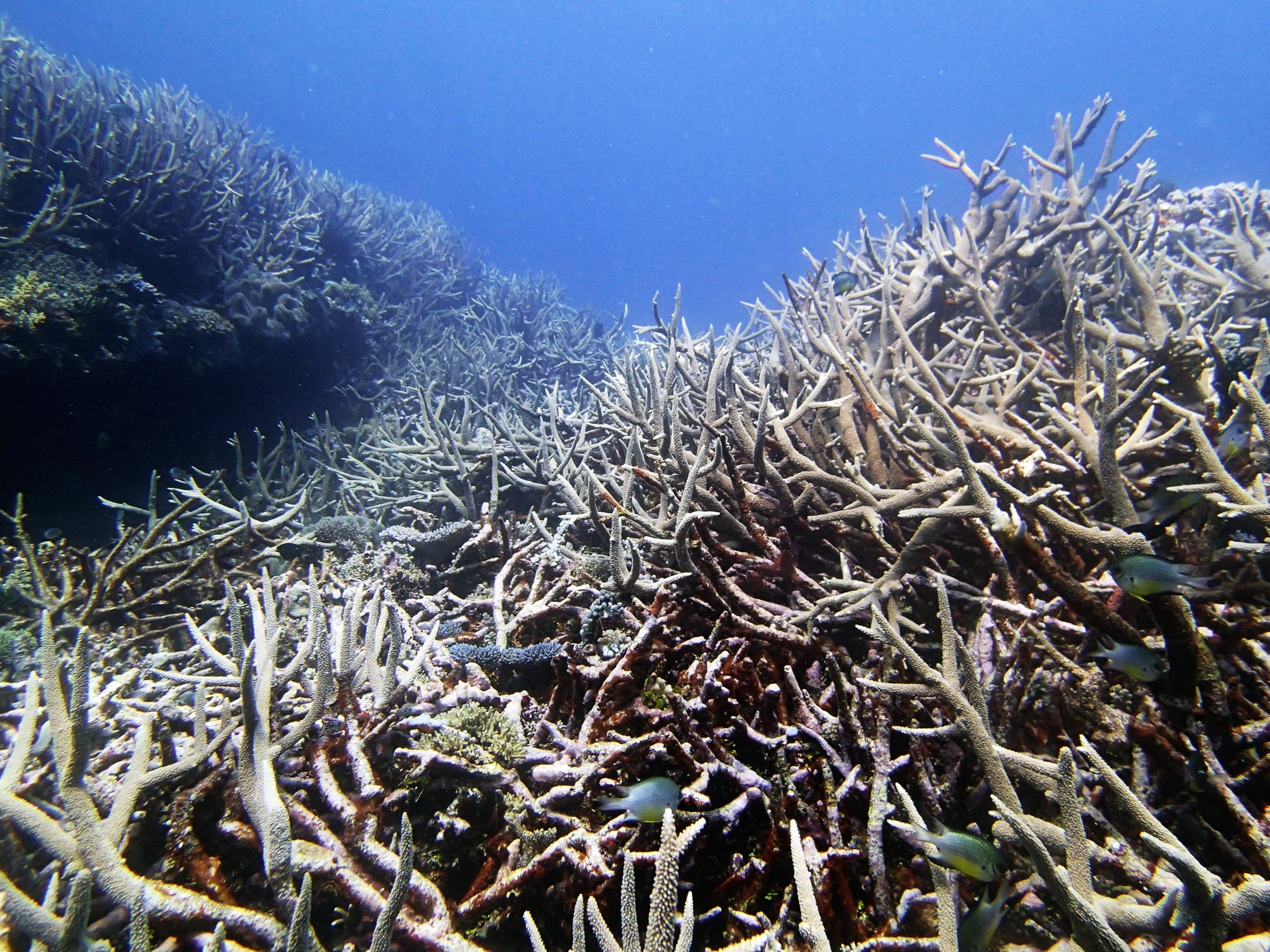 in the acropora thicket.jpg