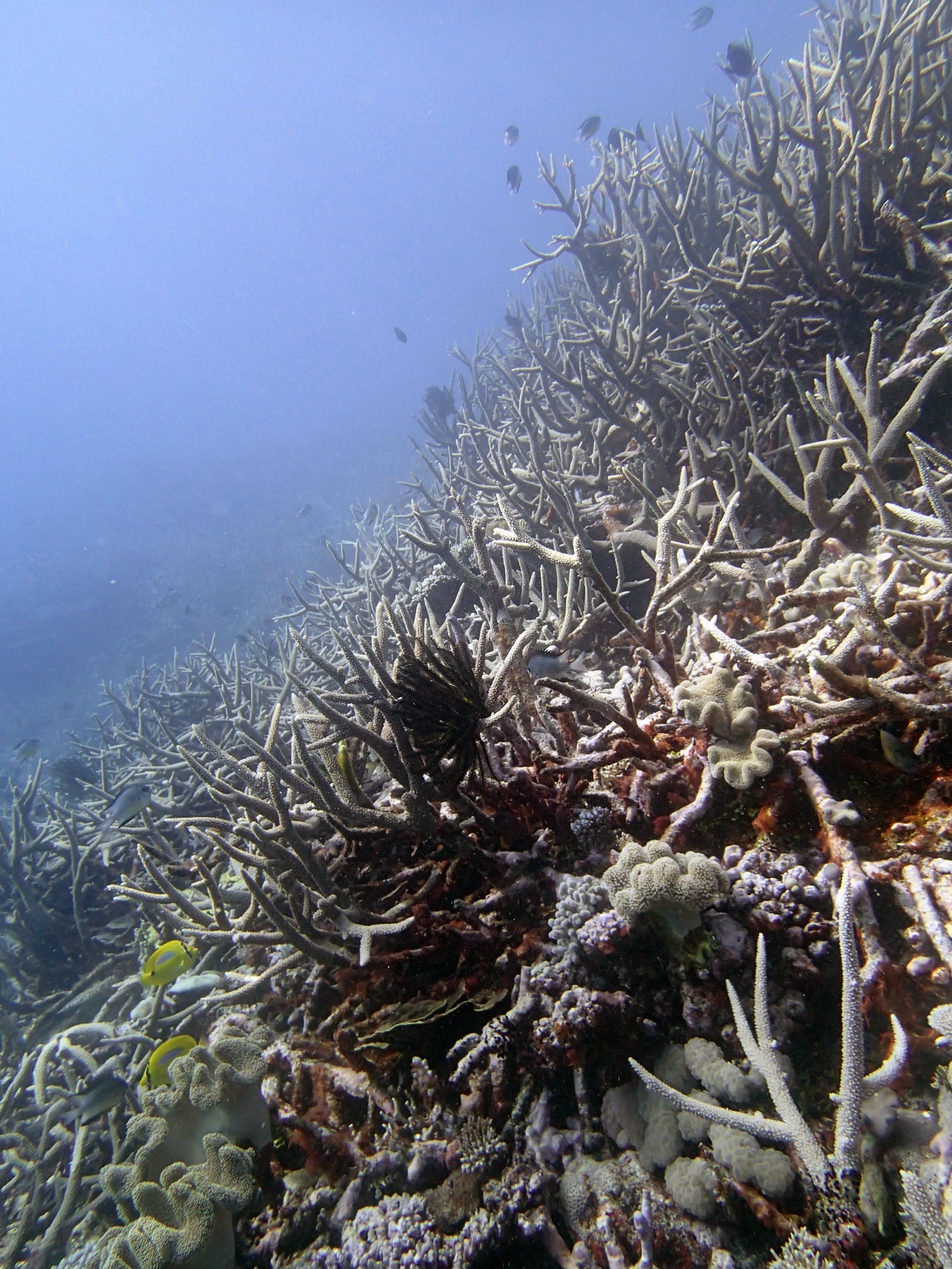 acropora at 25 m.jpg