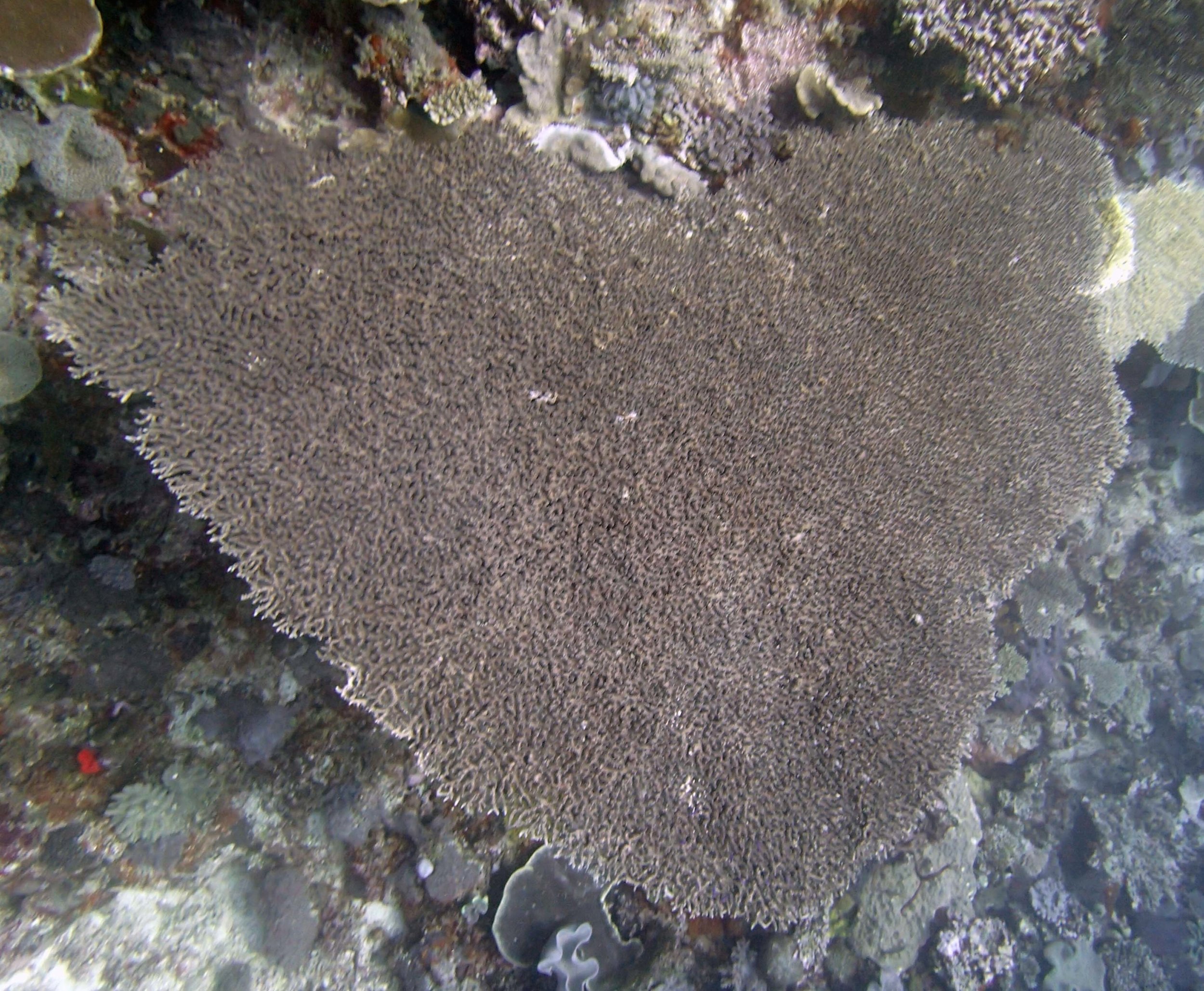 huge acropora table.jpg