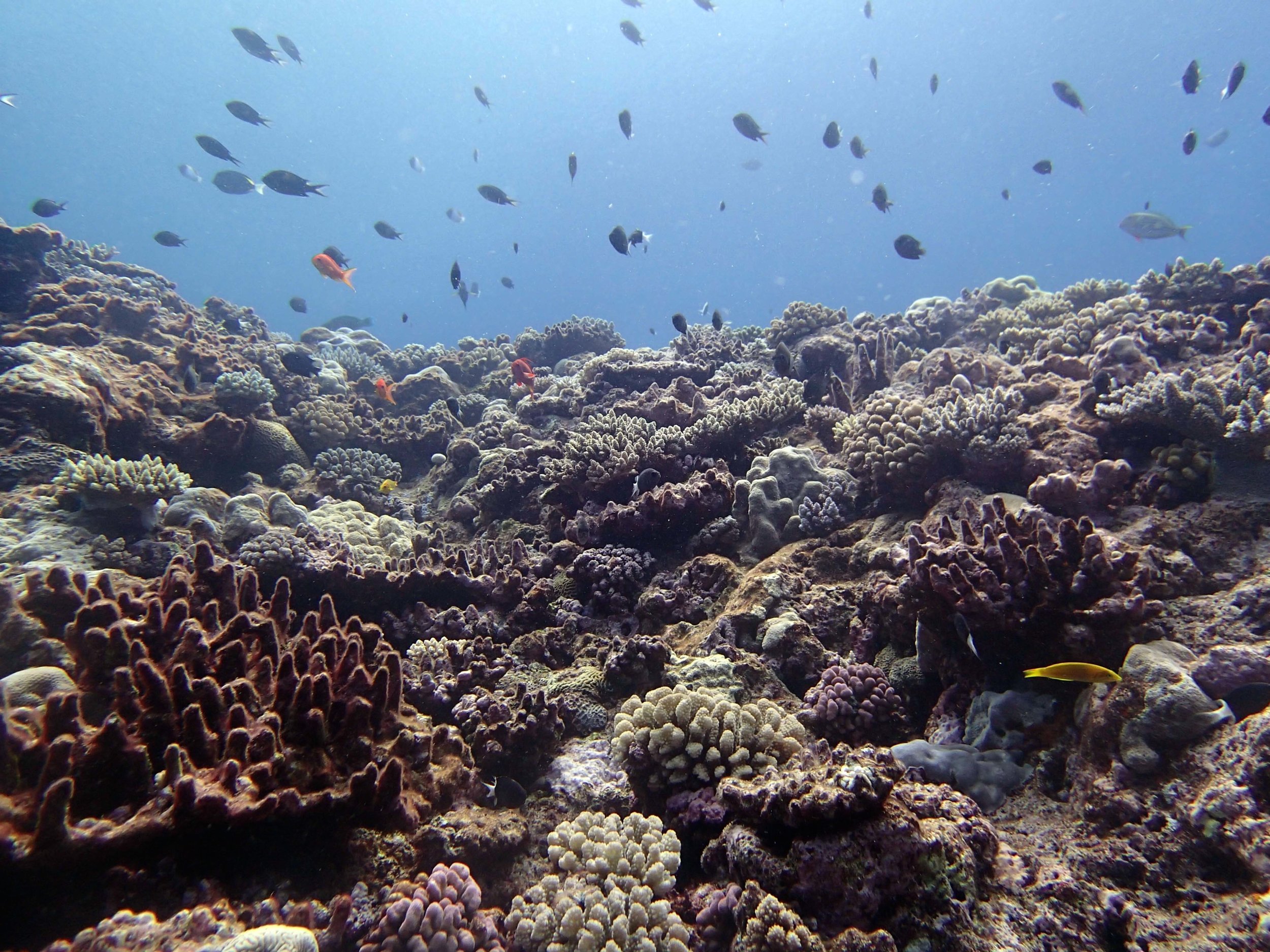 shallows of Portail Atoll.jpg