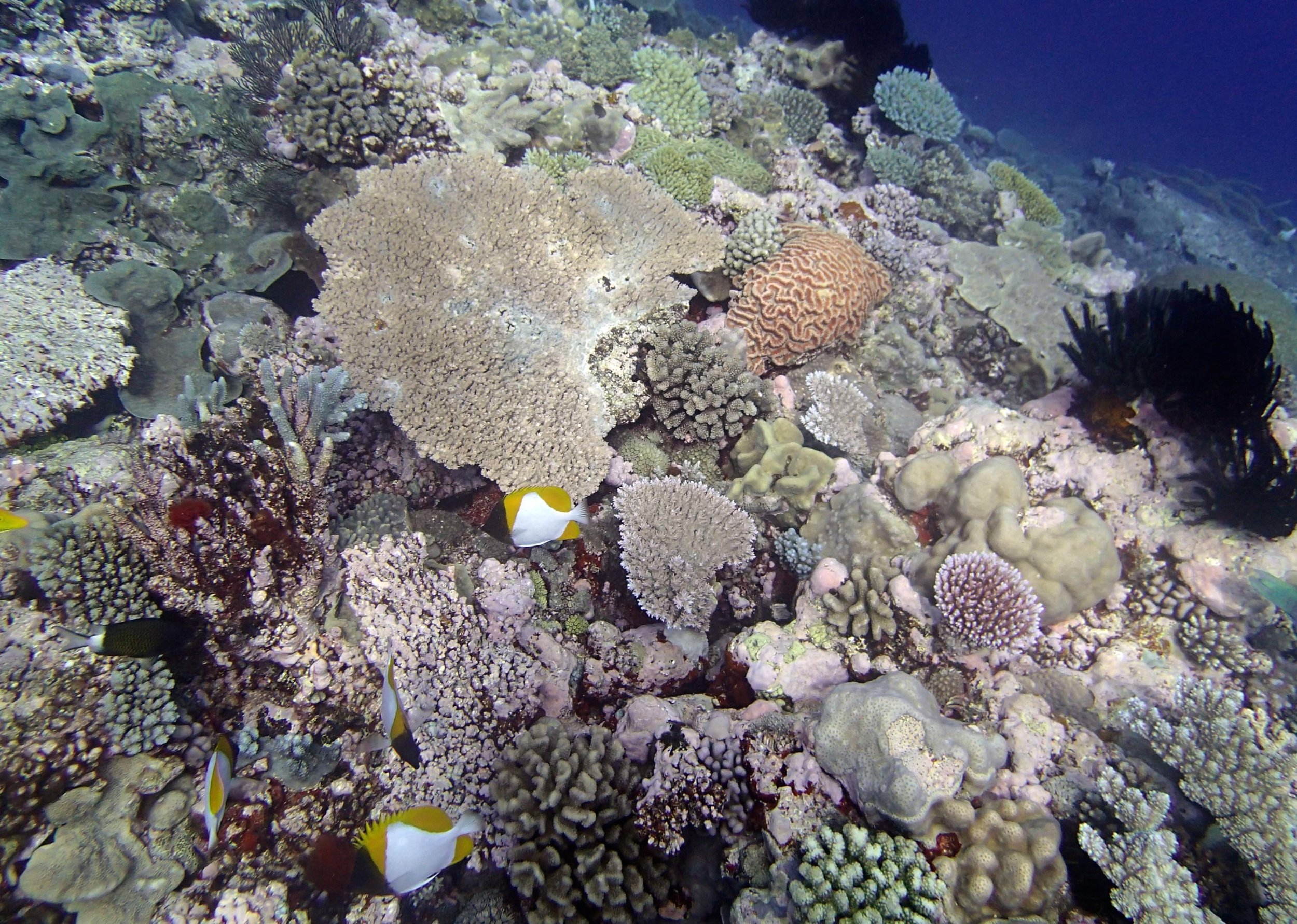 lots of coral.jpg