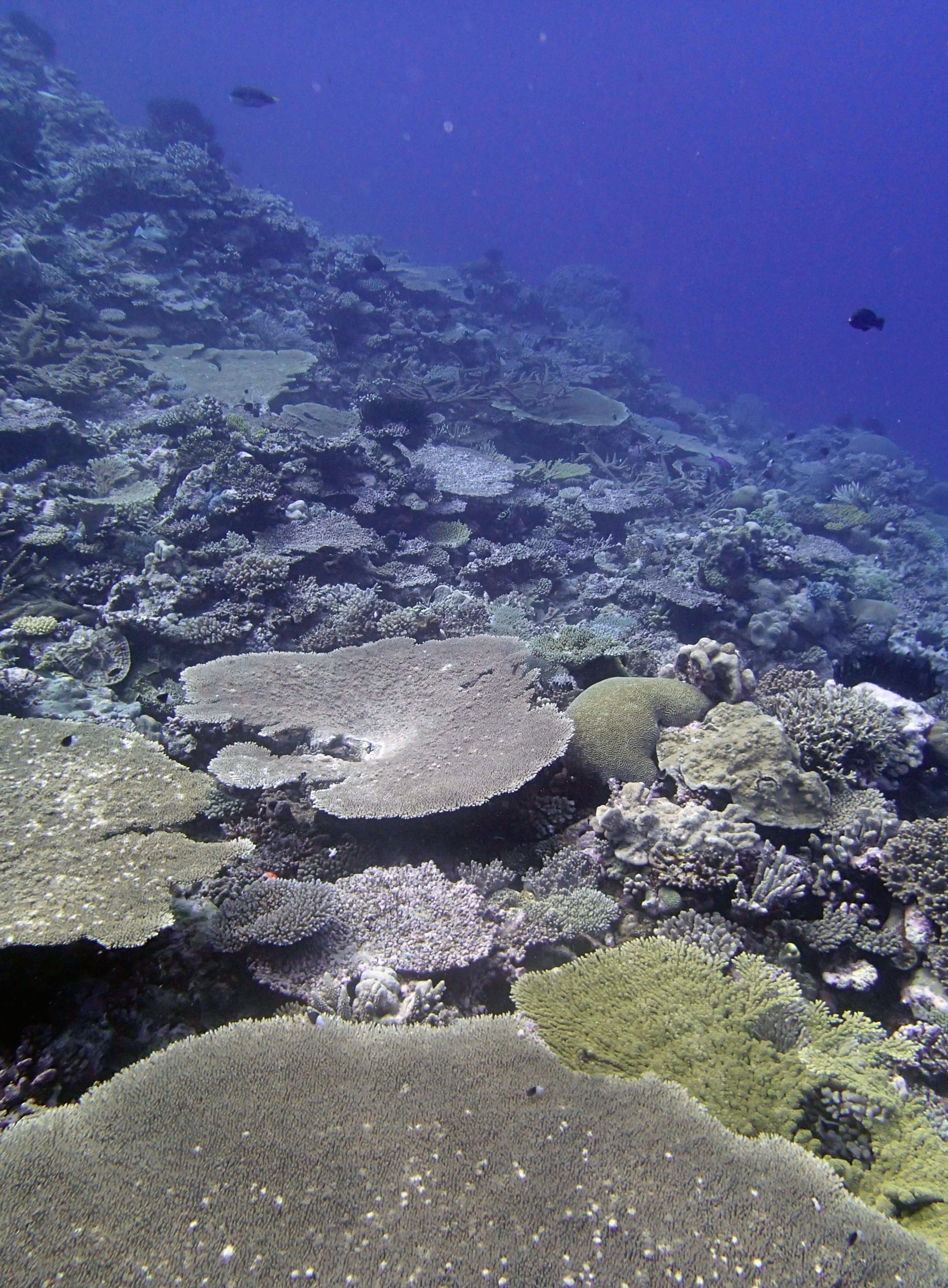 high coral cover.jpg