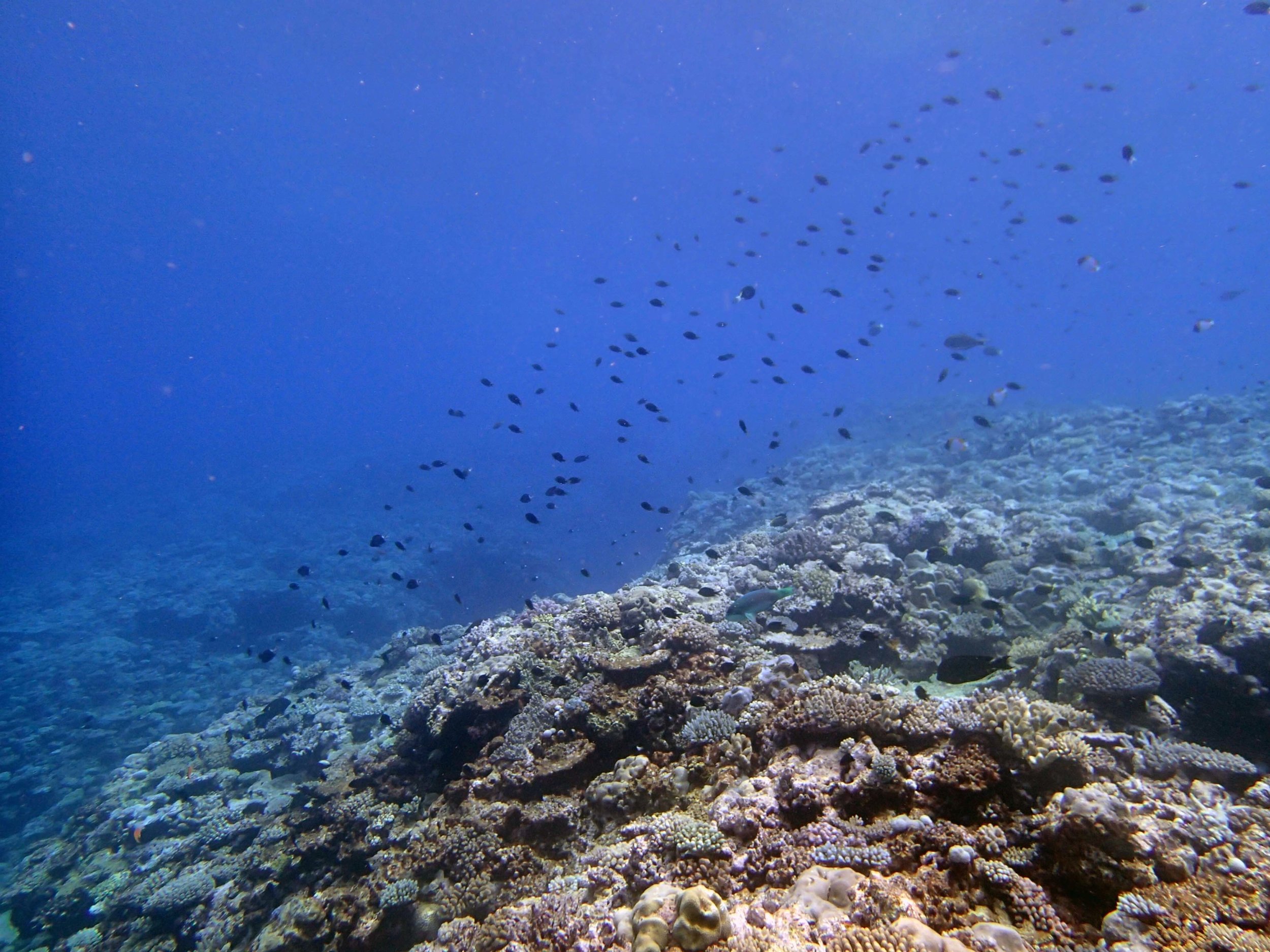 damselfish.jpg