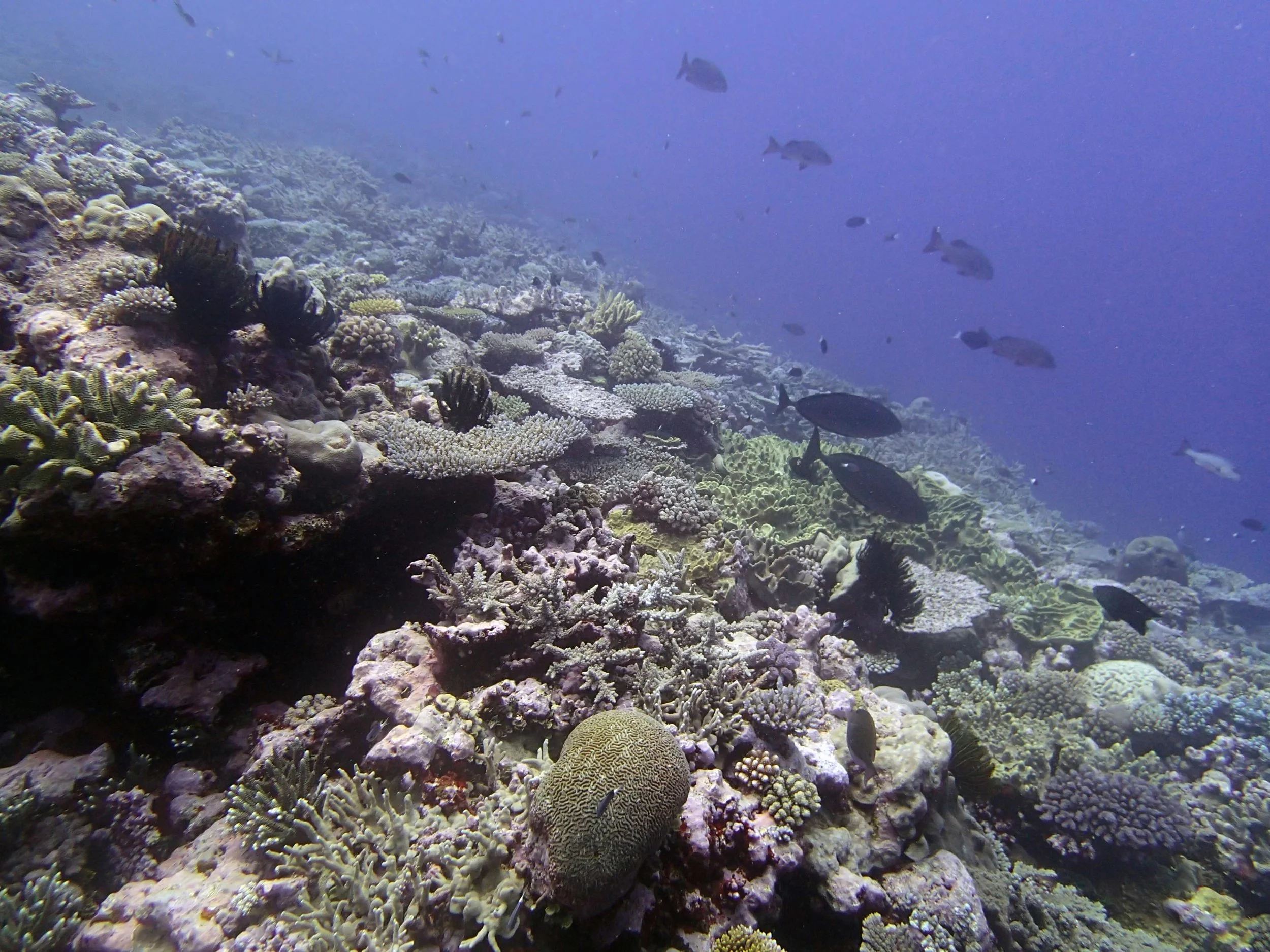 Portail Atoll 11-23-13.jpg