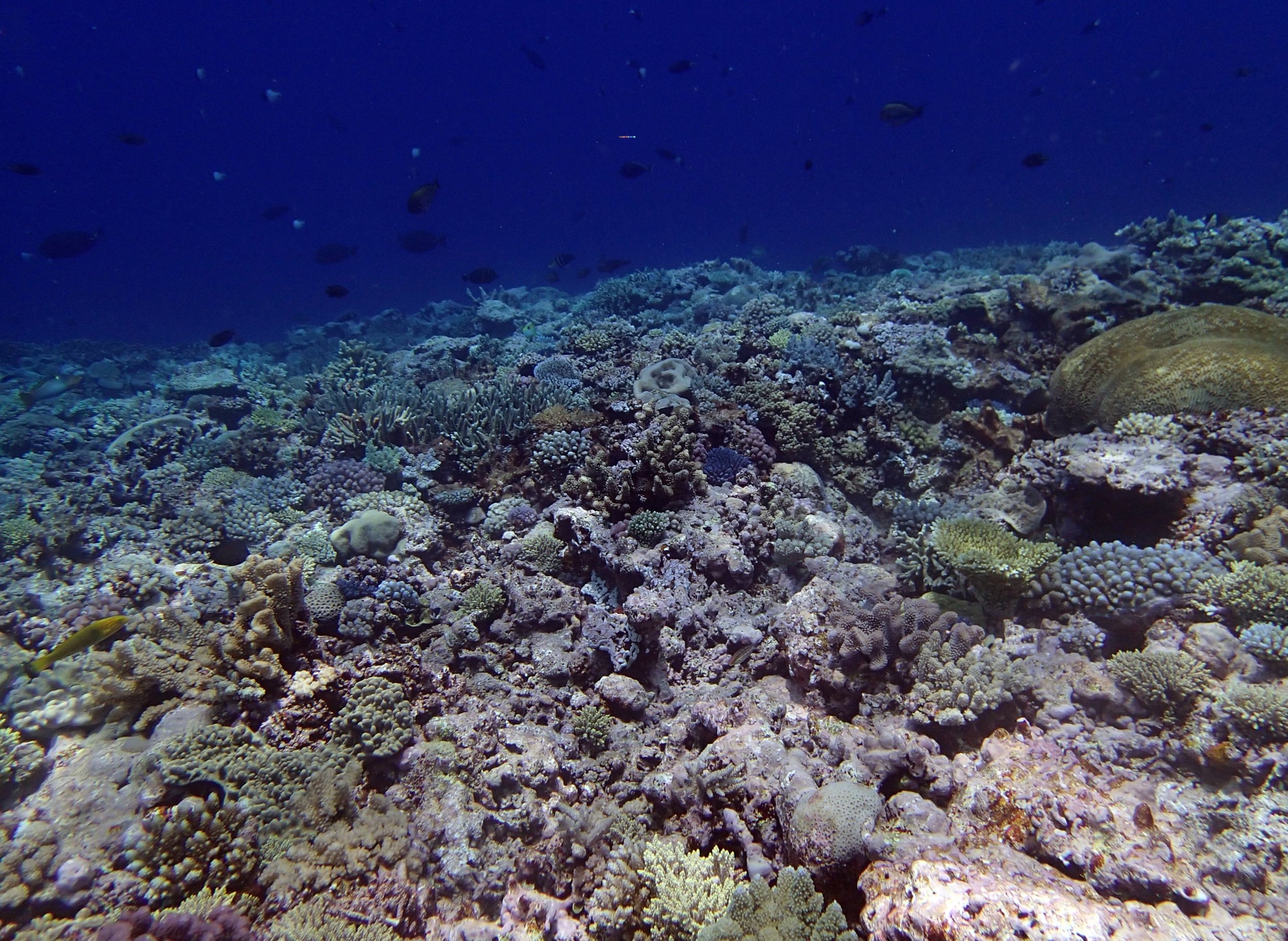 second dive at Portail Atoll.jpg